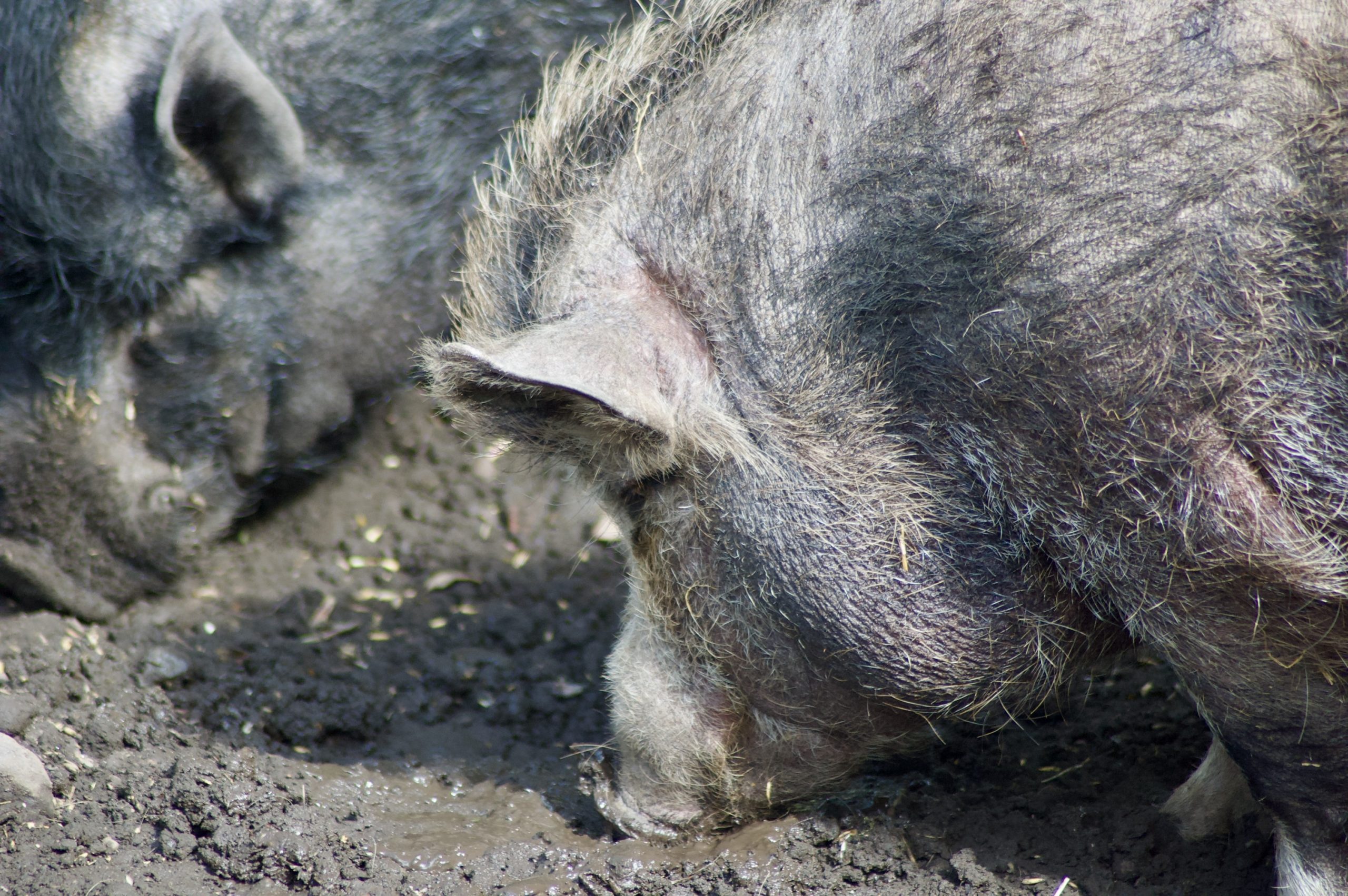 Vietnamese Pot-bellied Pigs