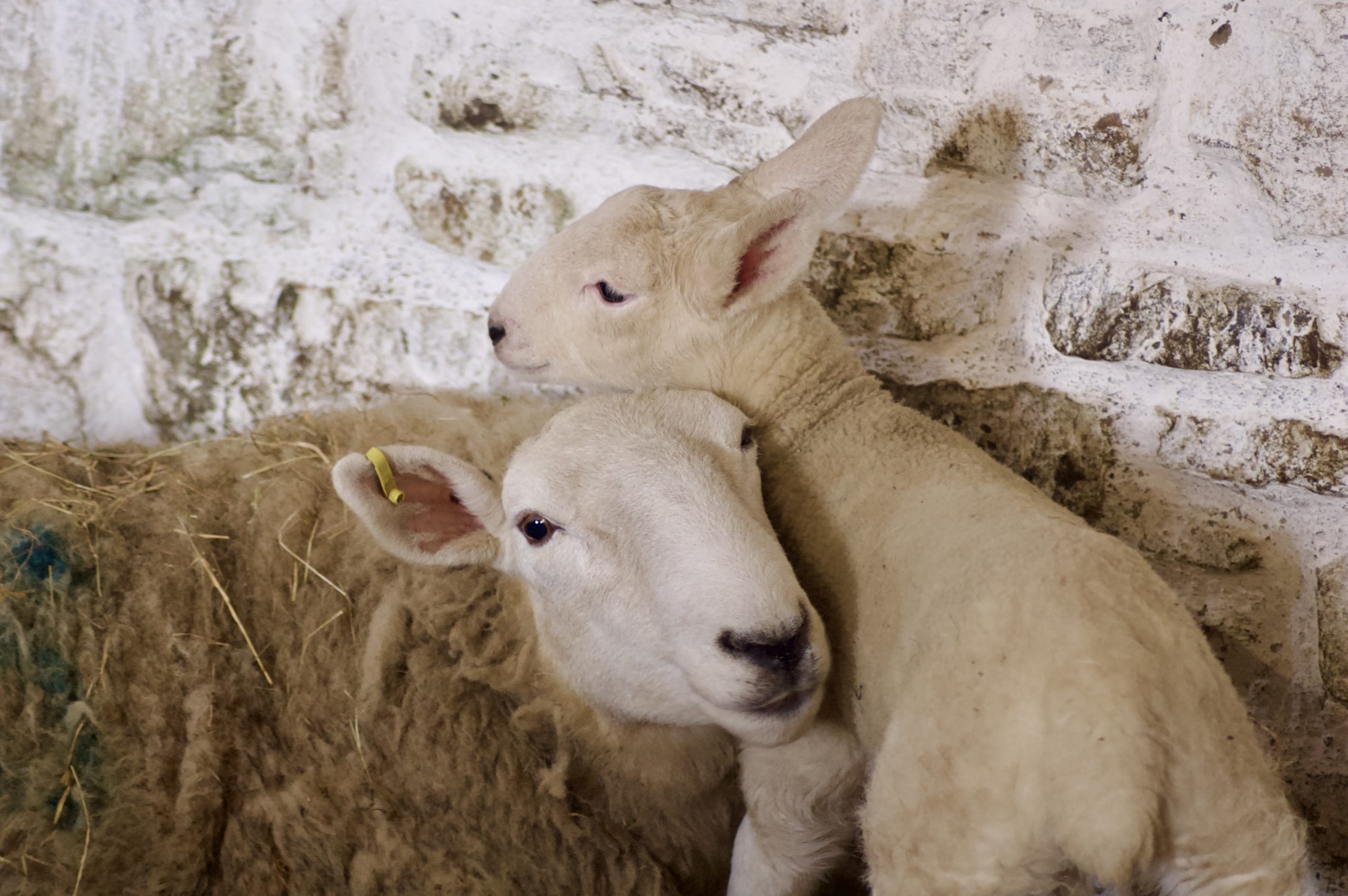 Ewe and Lamb