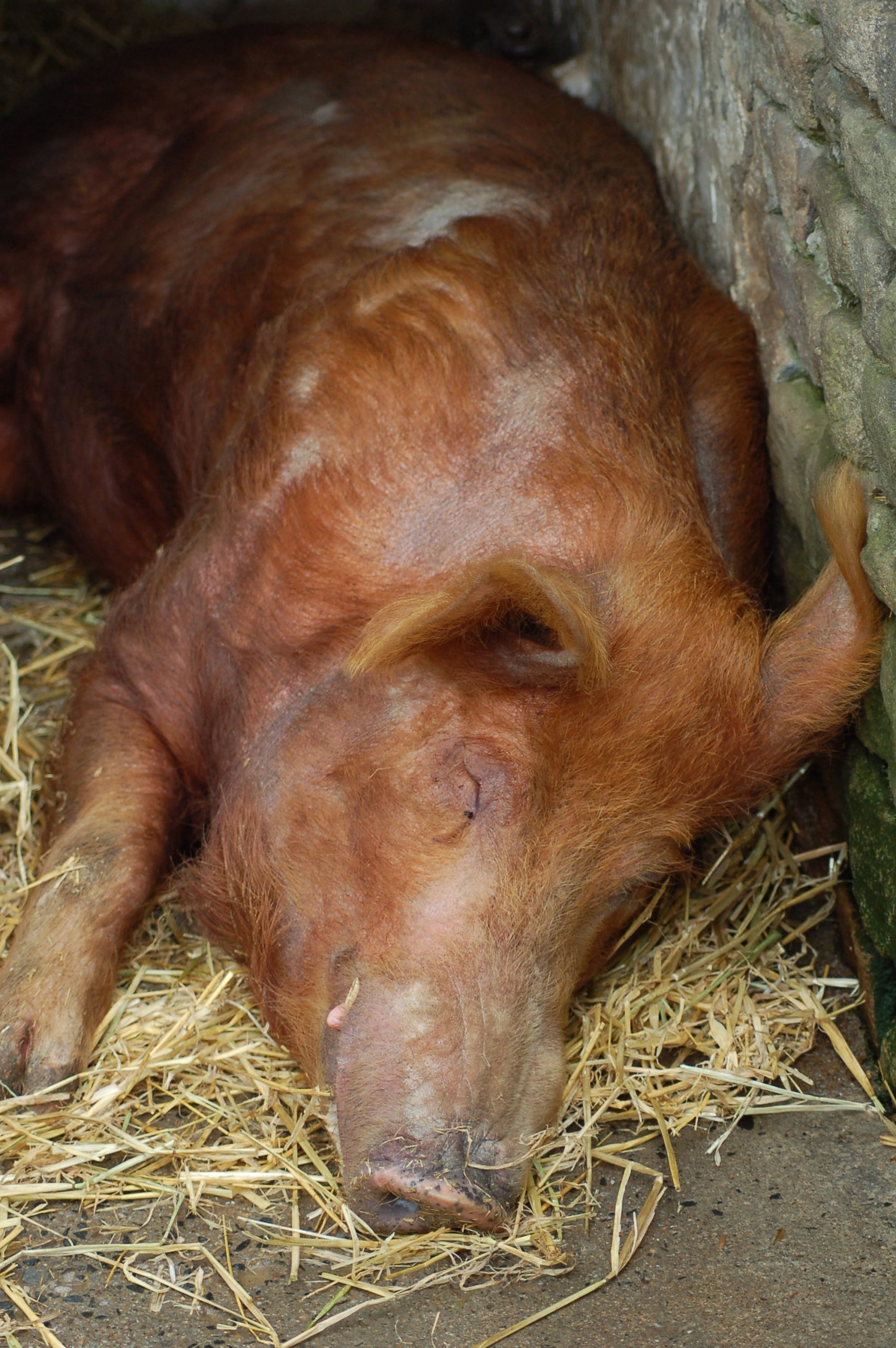 Tamworth Pig