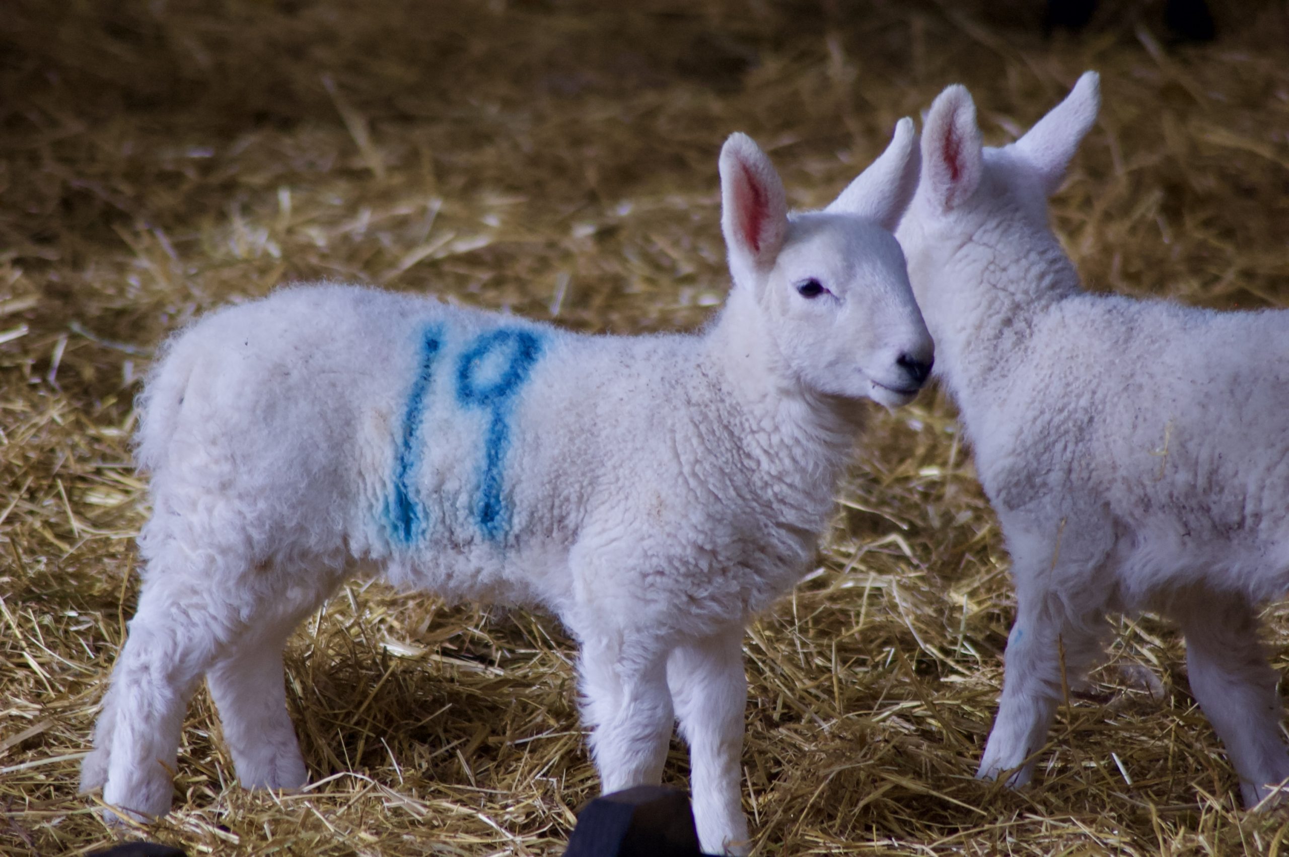 Lambs