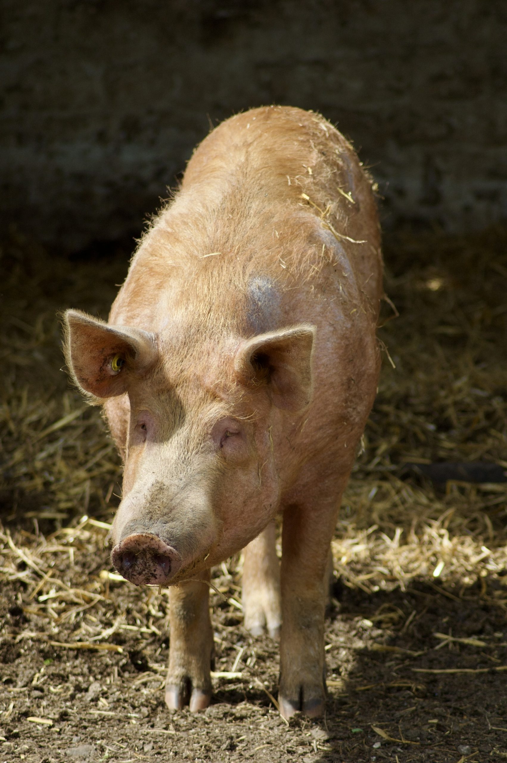 Tamworth Pig