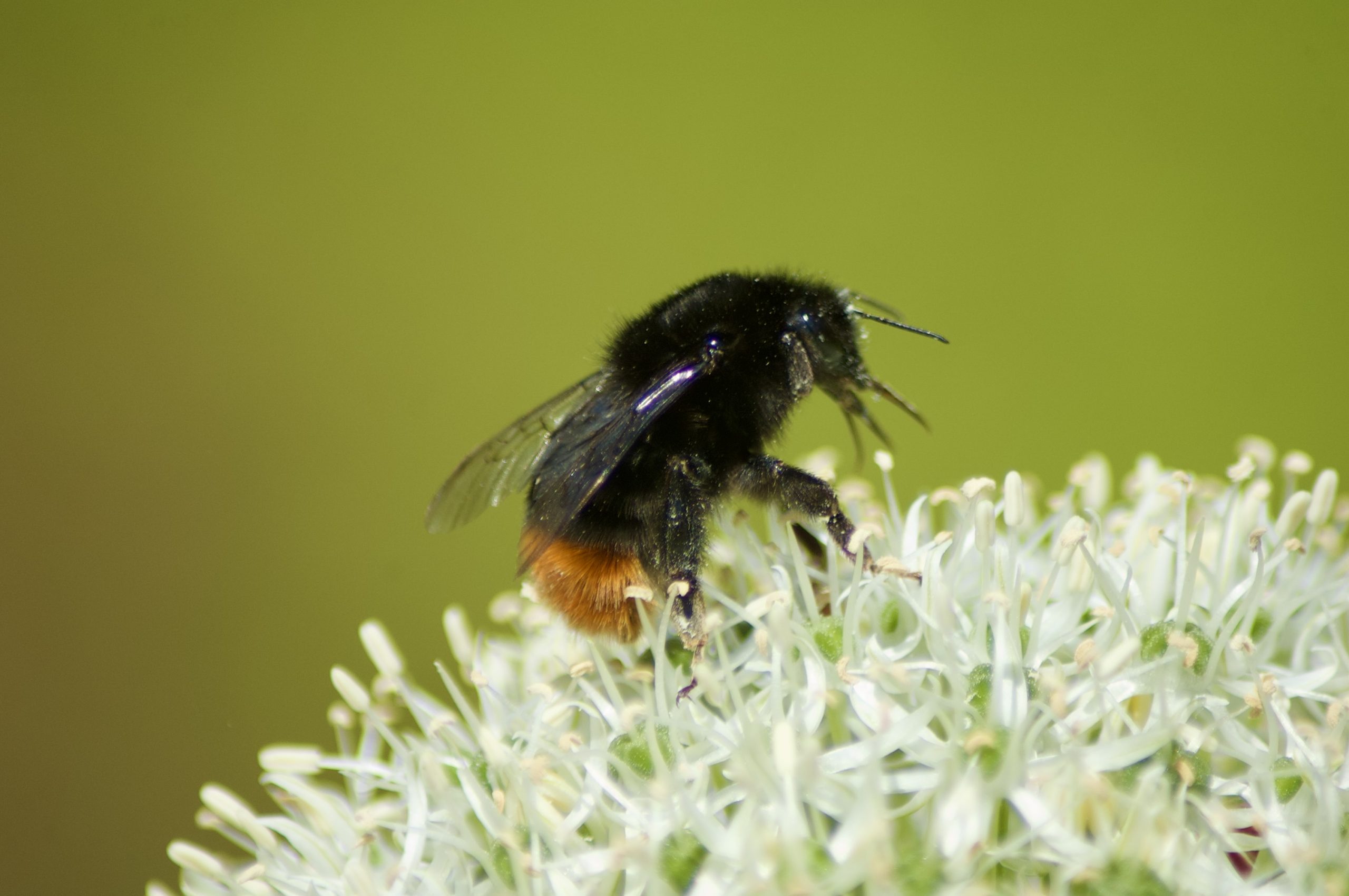Red-tailed Bumblebee
