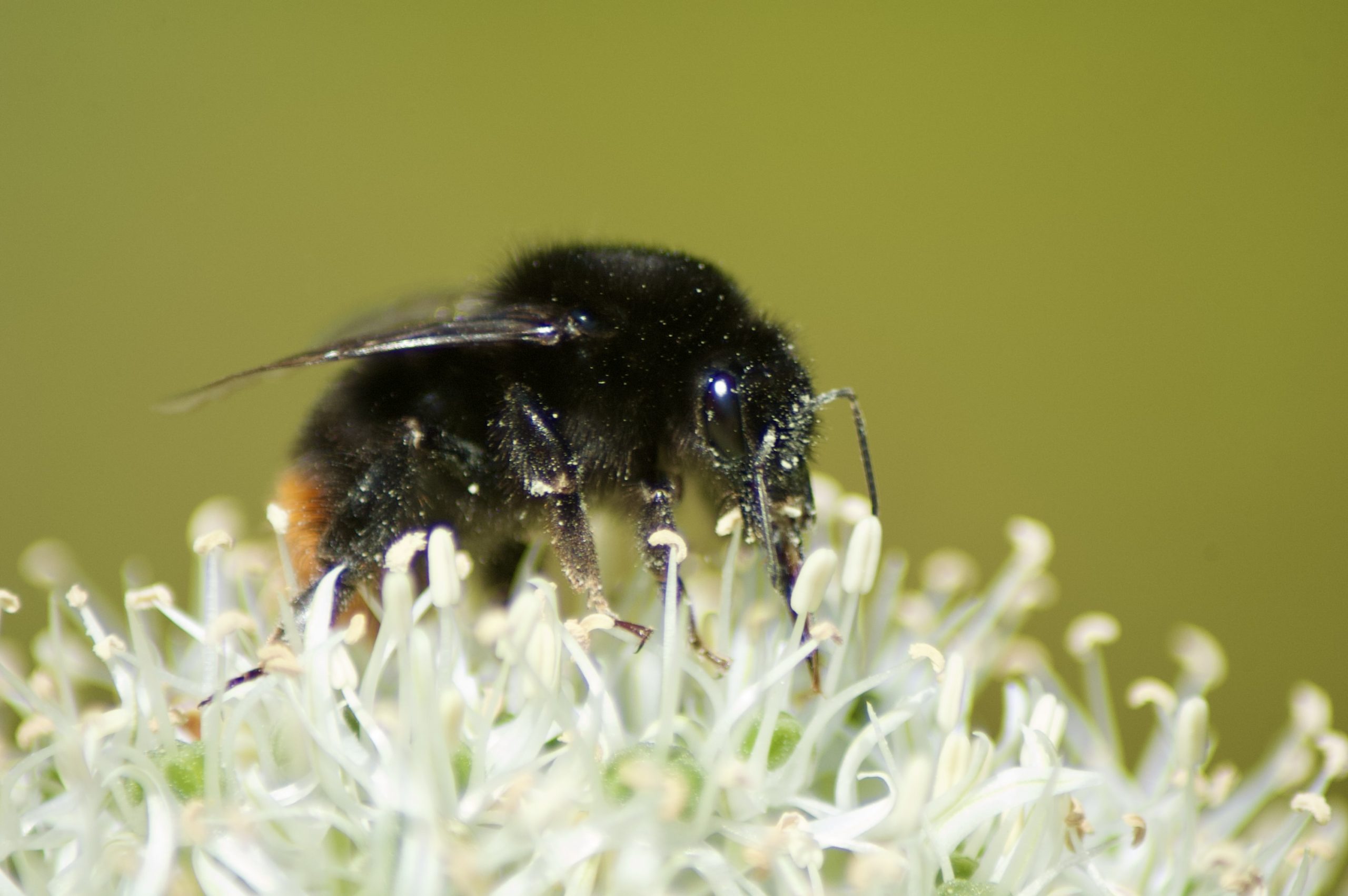 Red-tailed Bumblebee