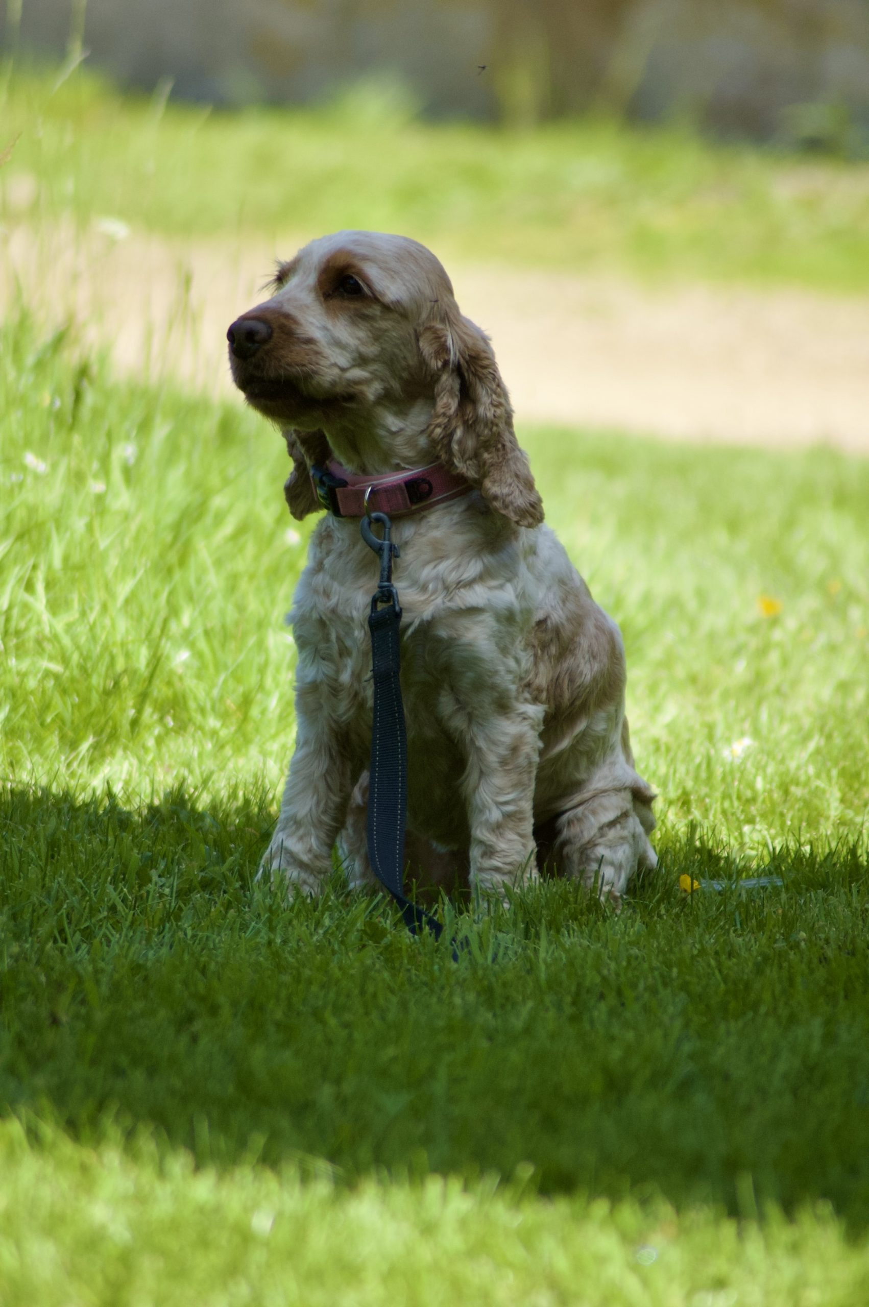 Cocker Spaniel Puppy