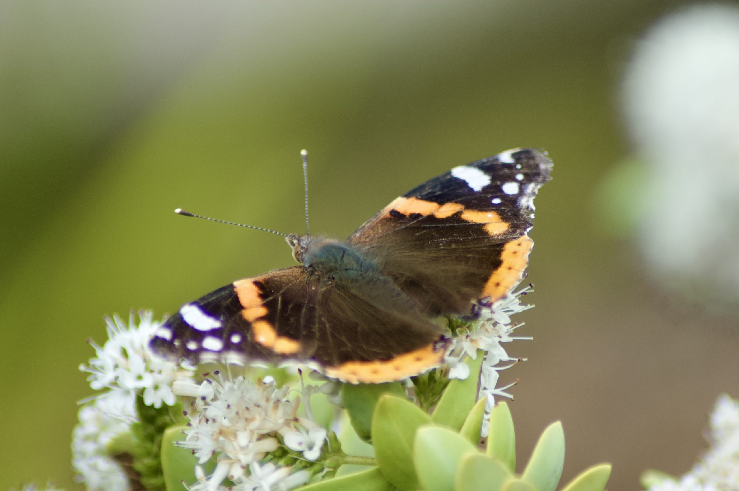 Red Admiral
