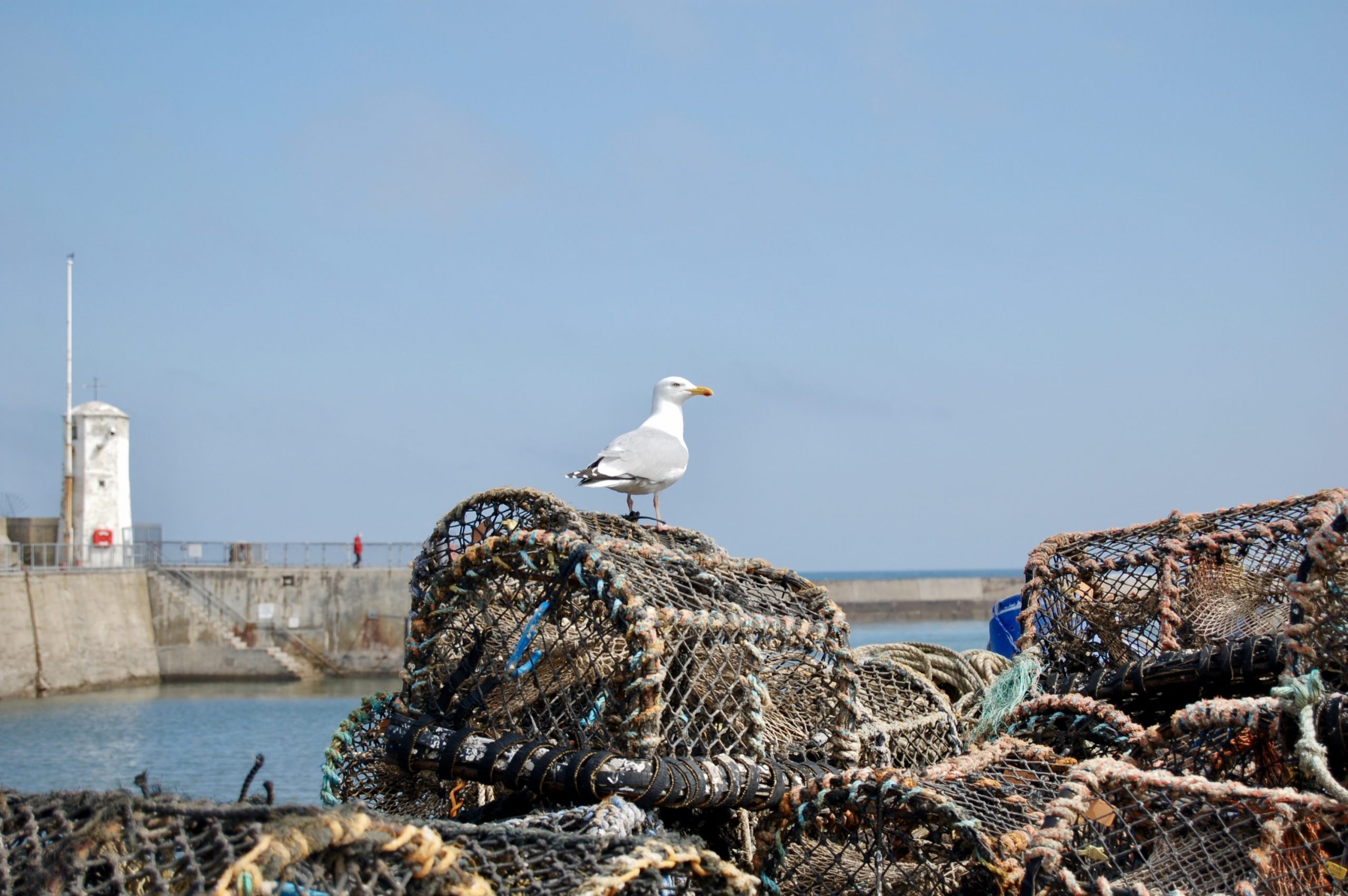 Seahouses Gull