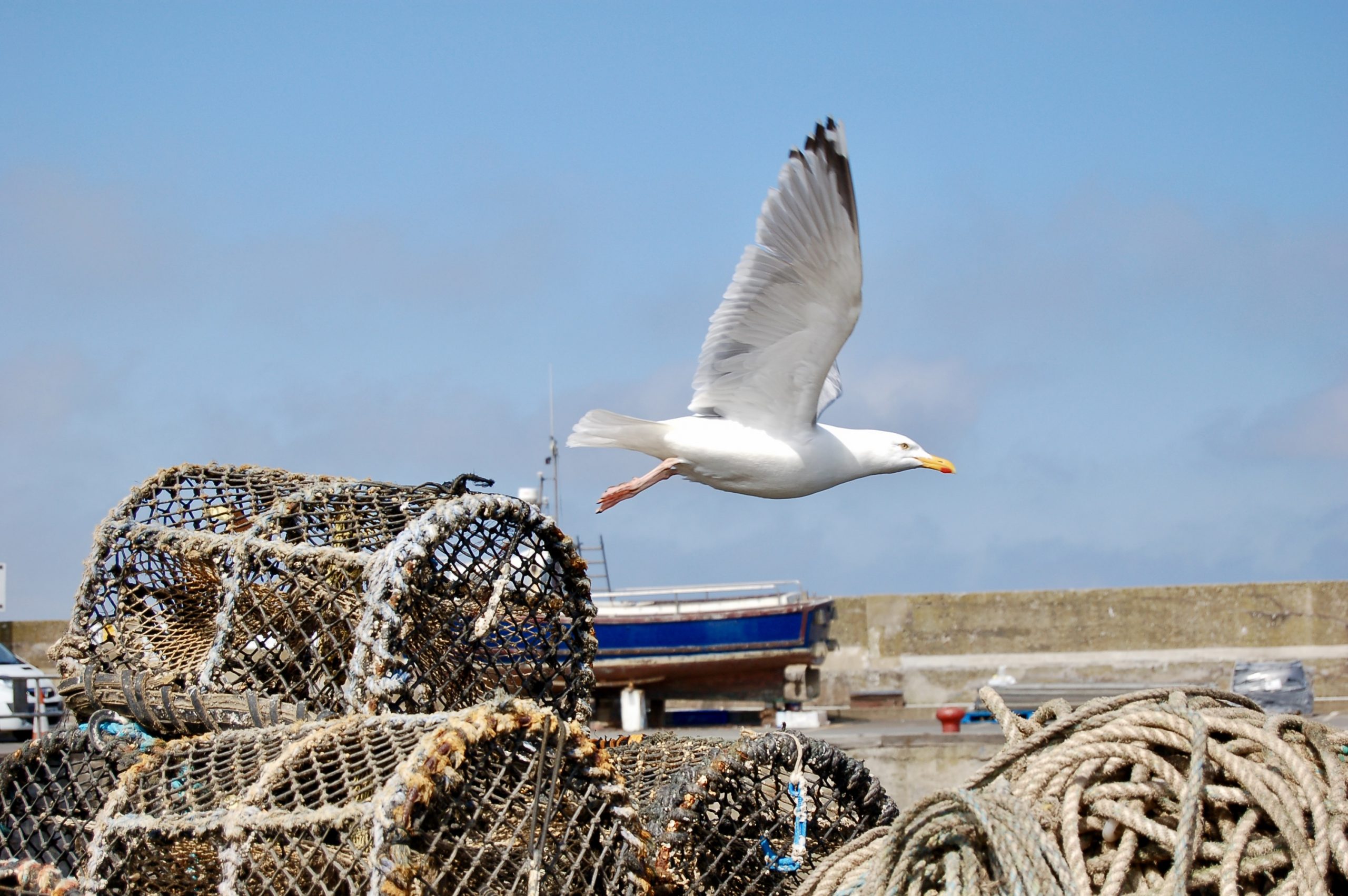 Seahouses Gull