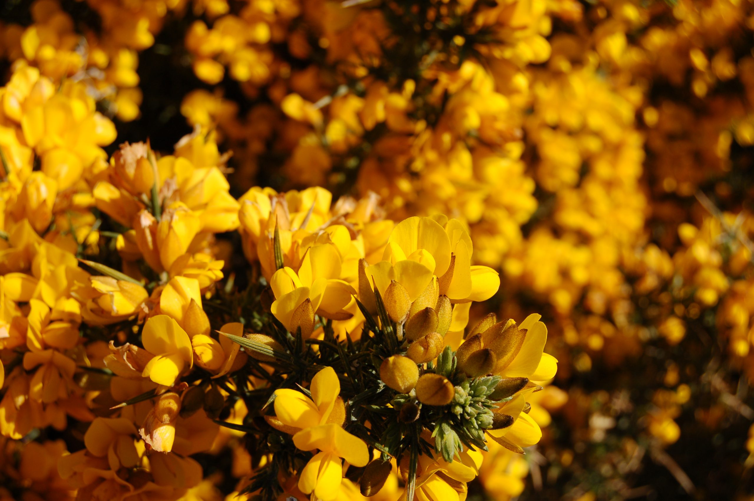 Gorse