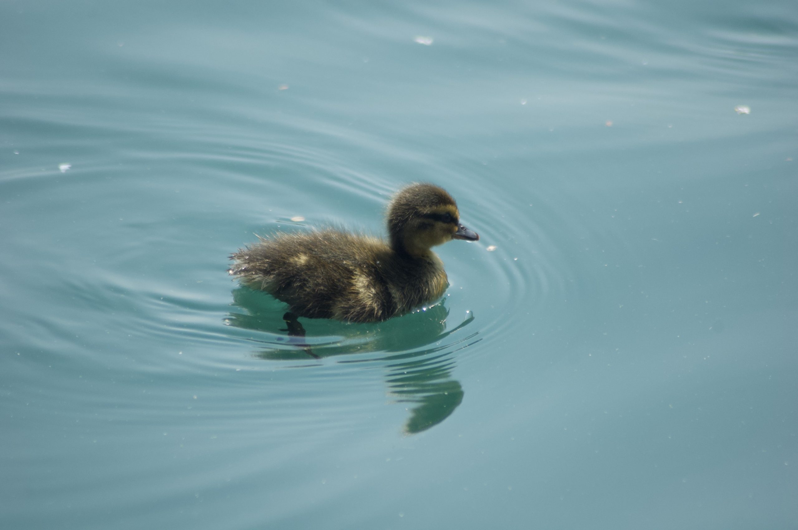 Mallard Duckling