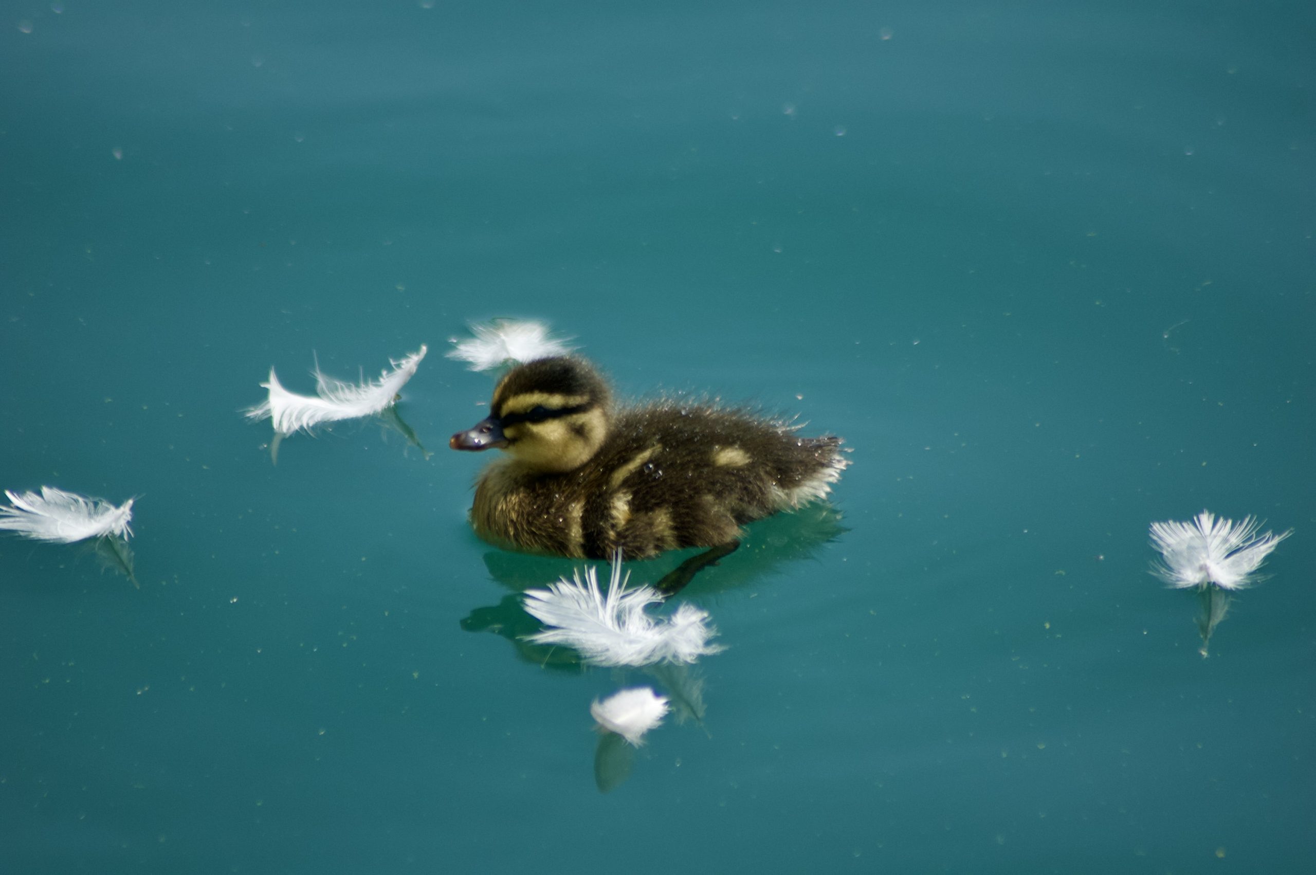 Mallard Duckling