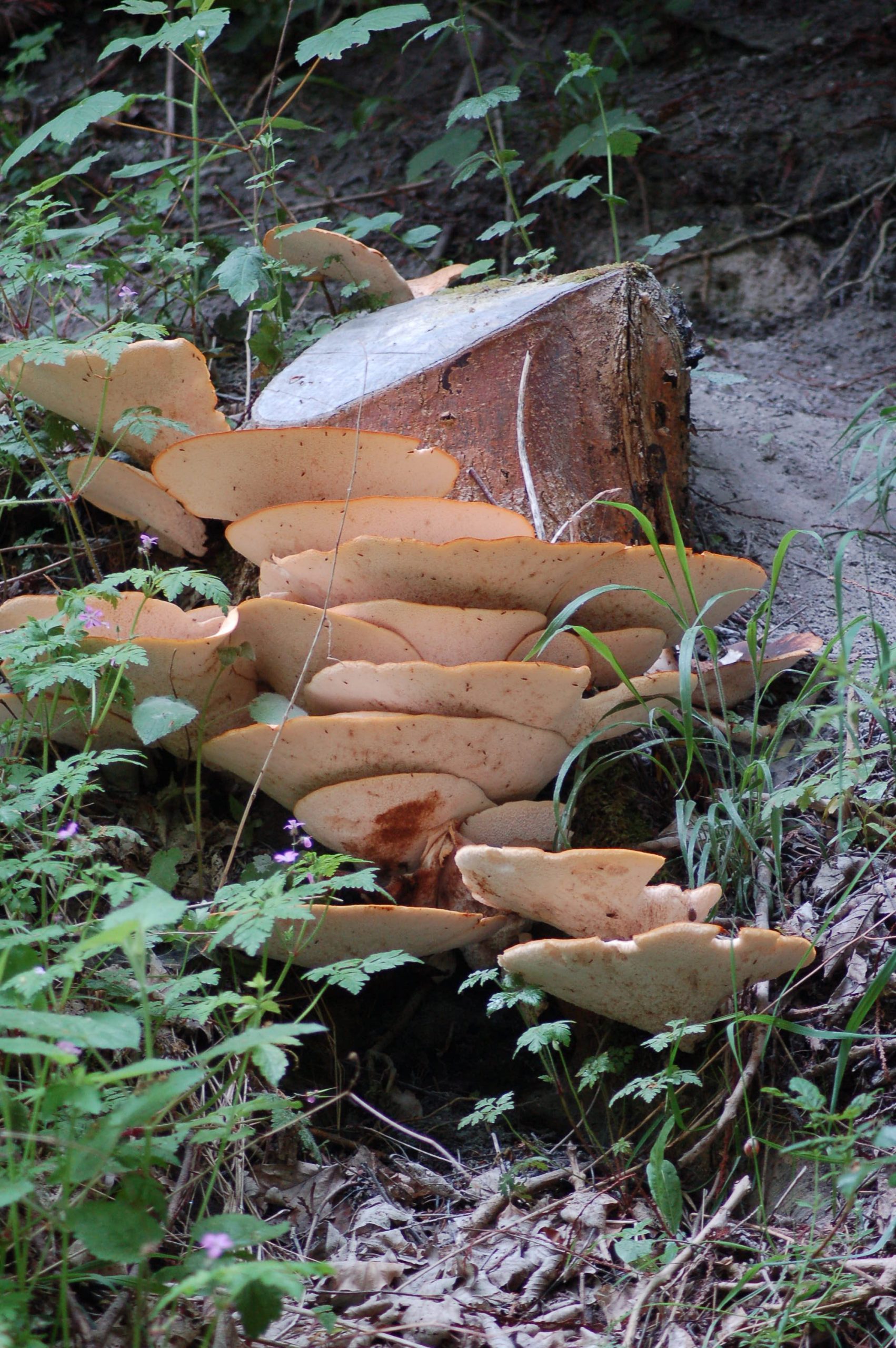 Bracket Fungus