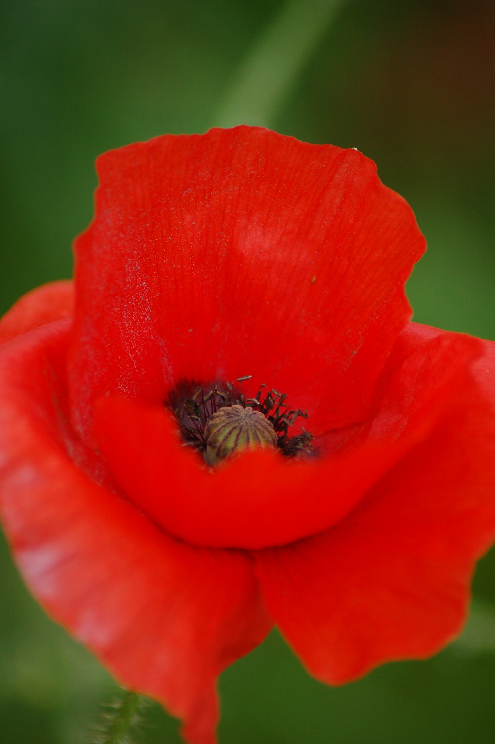 Common Poppy