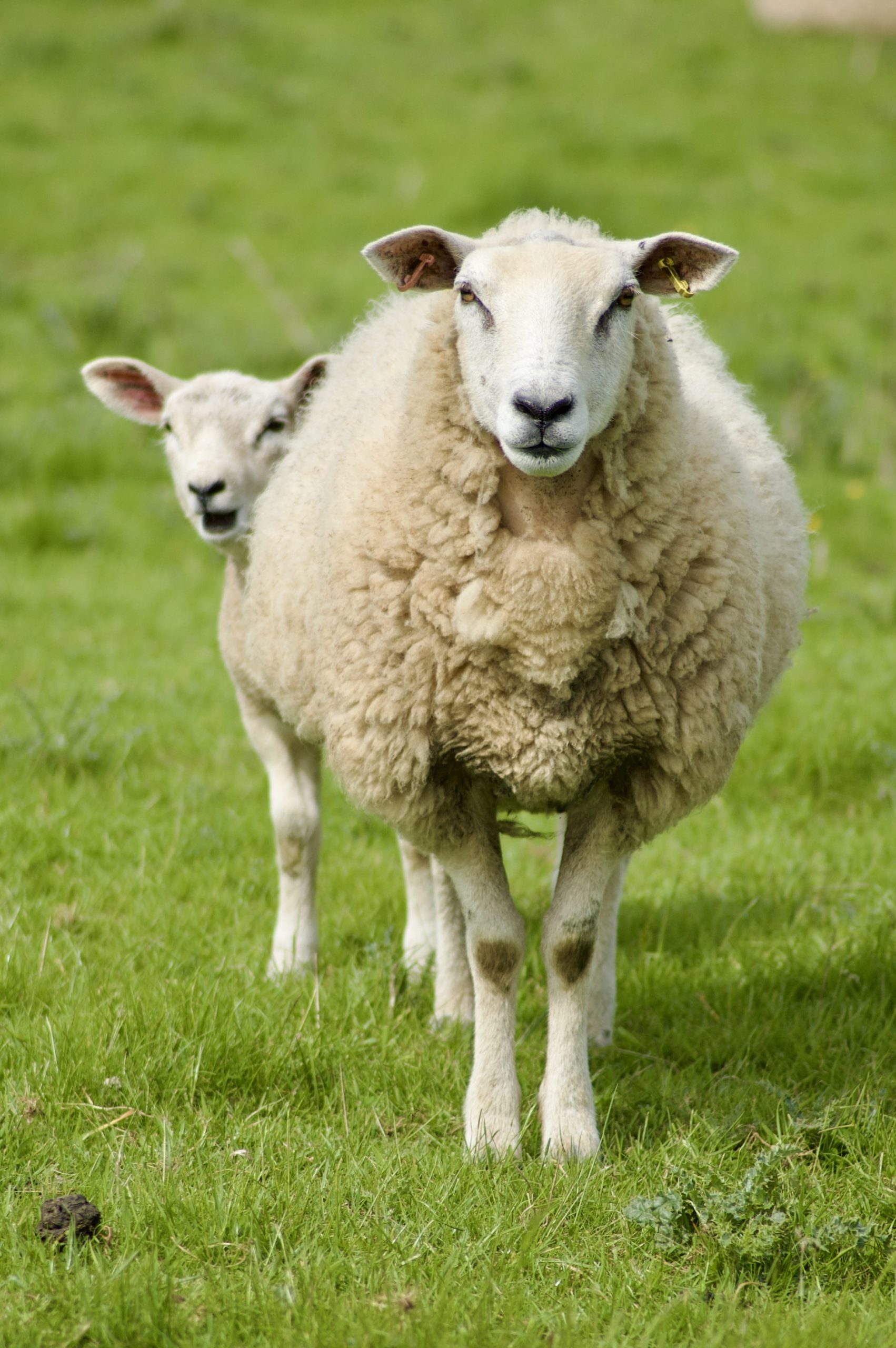 Aydon Sheep