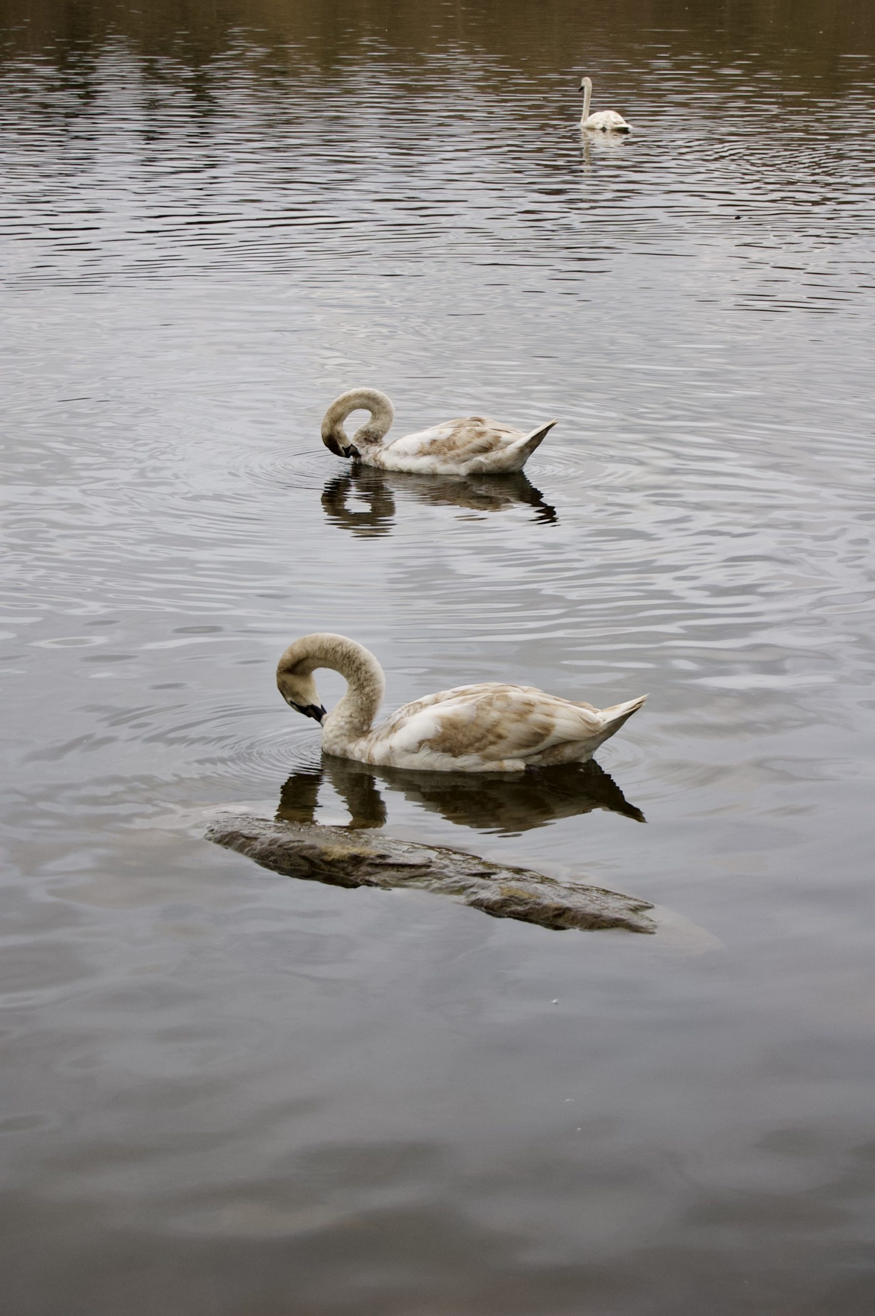 Cygnets