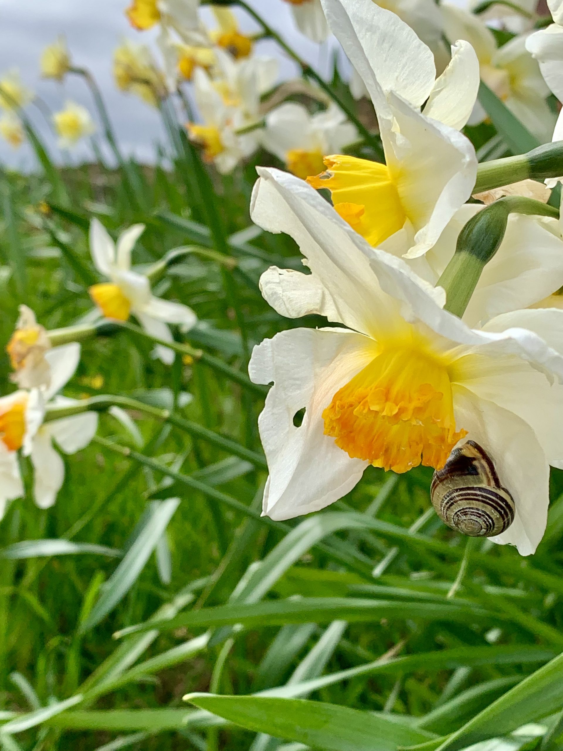 Daffodil & Snail