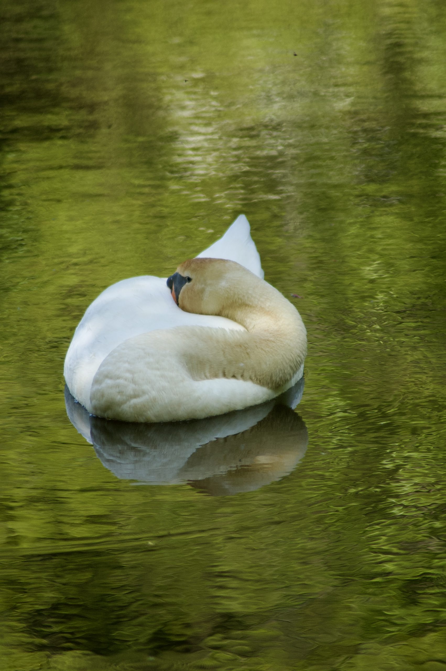 Mute Swan