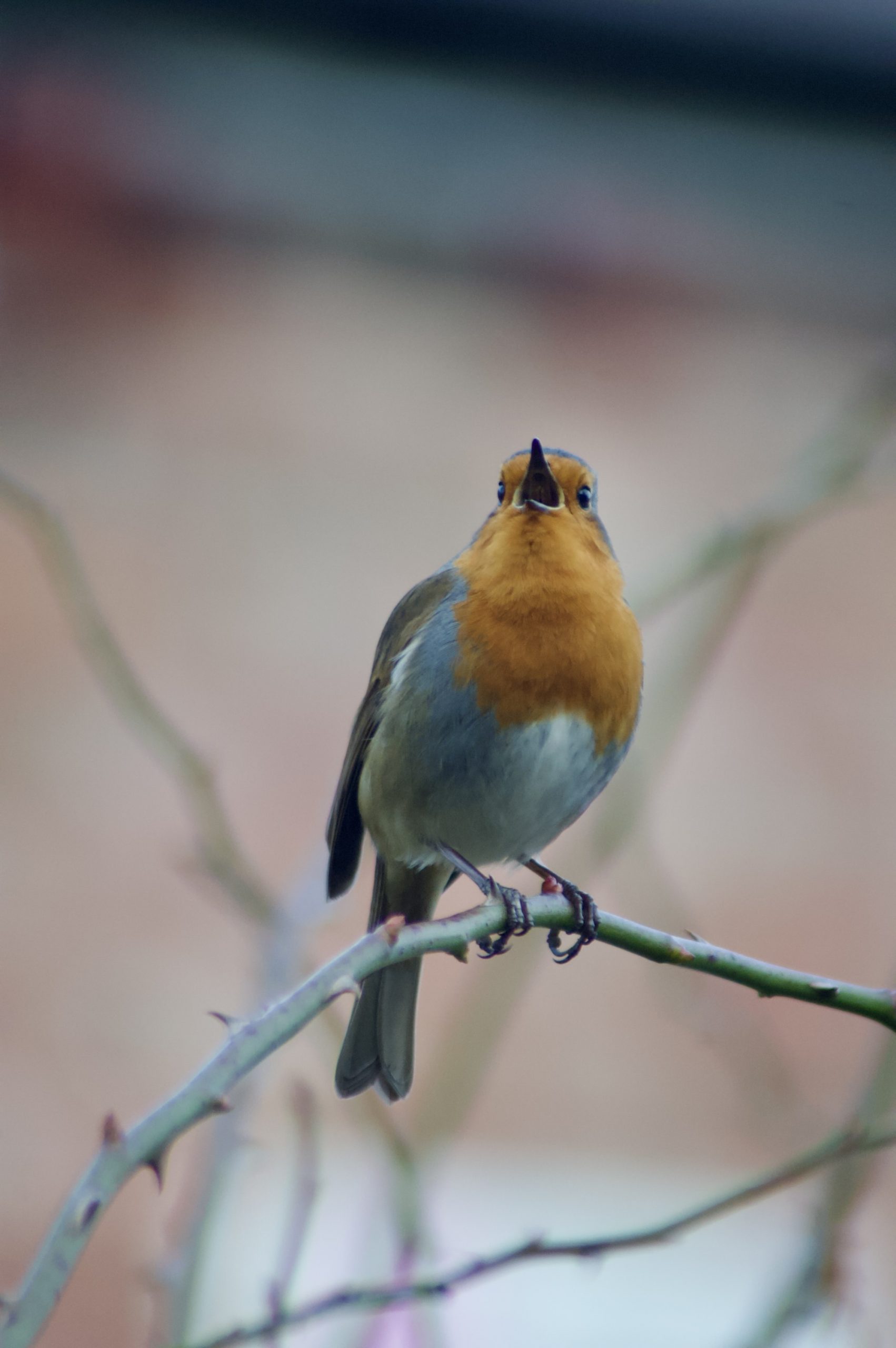 Singing Robin
