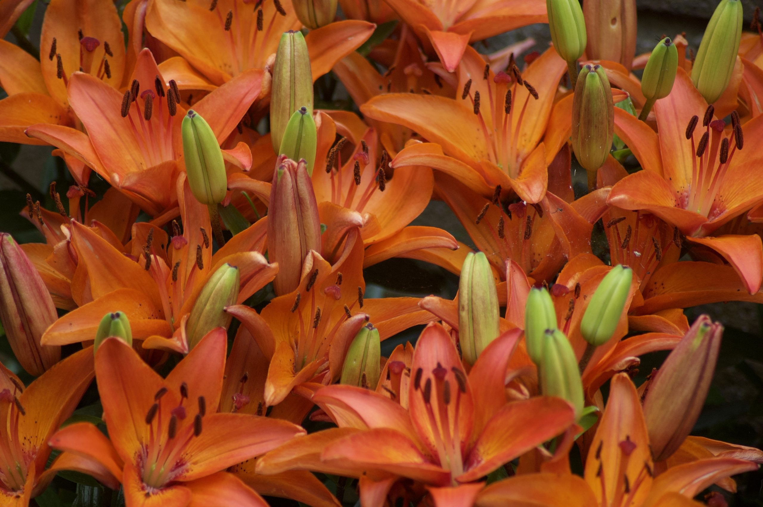 Wylam Lilies