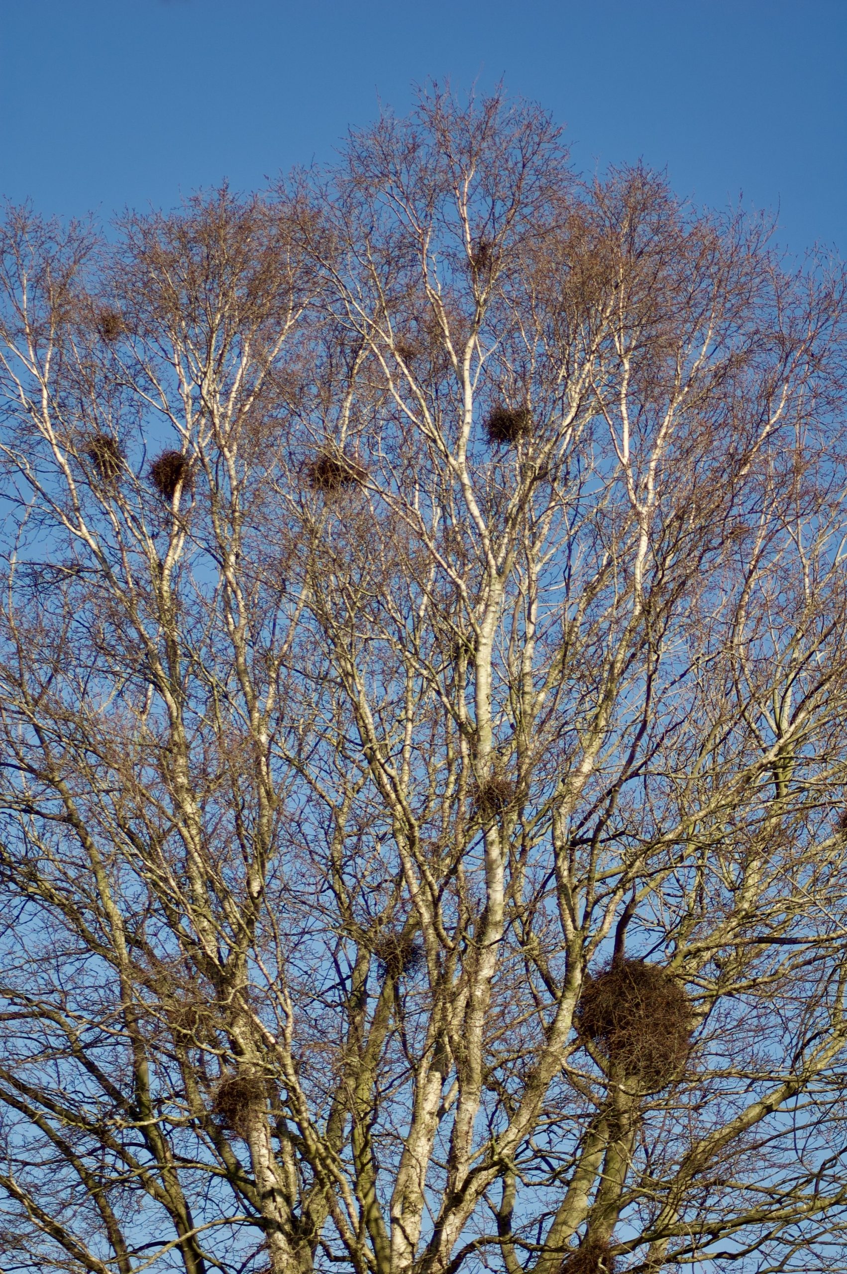 Crow Nests