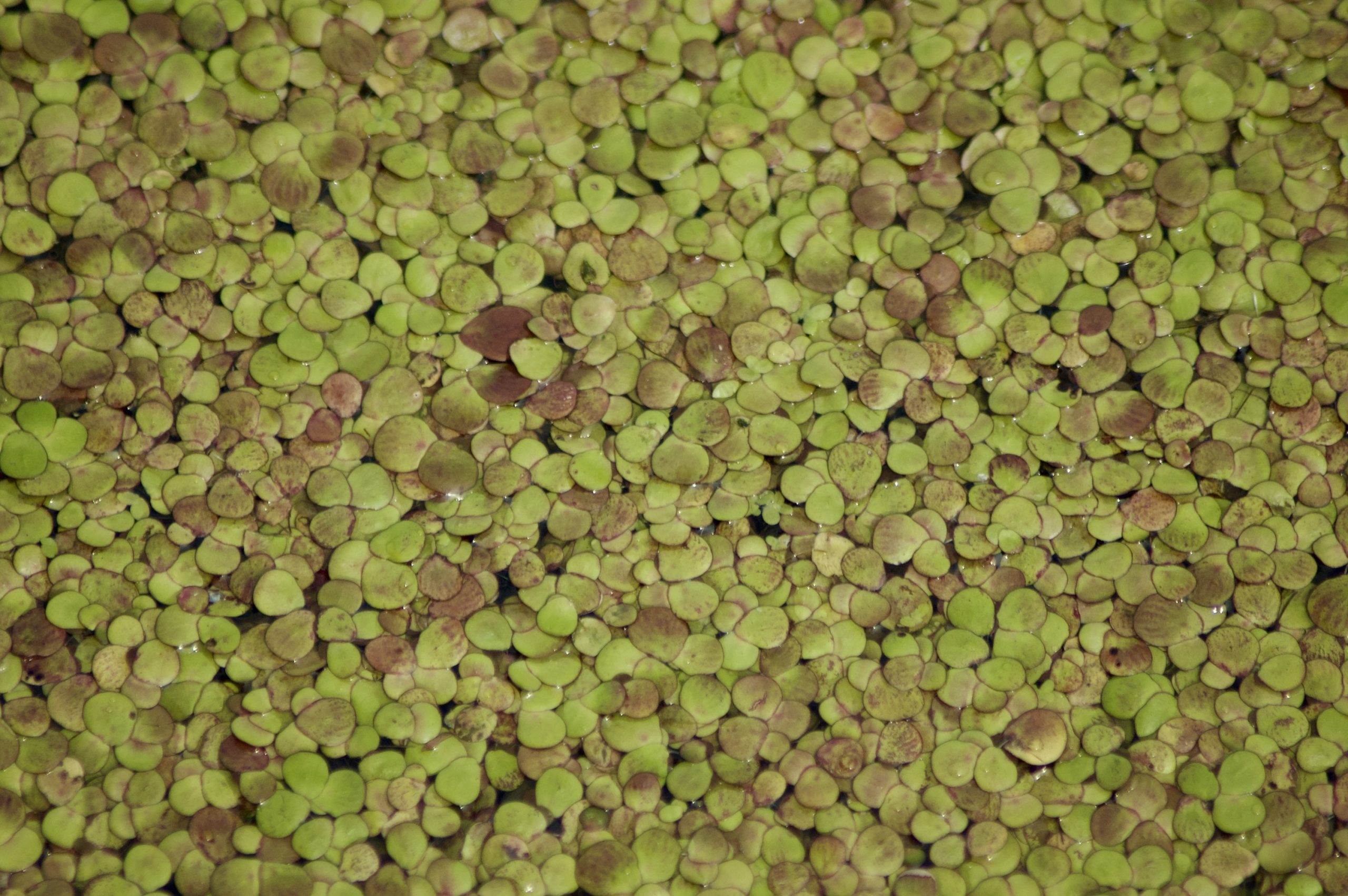Duckweed