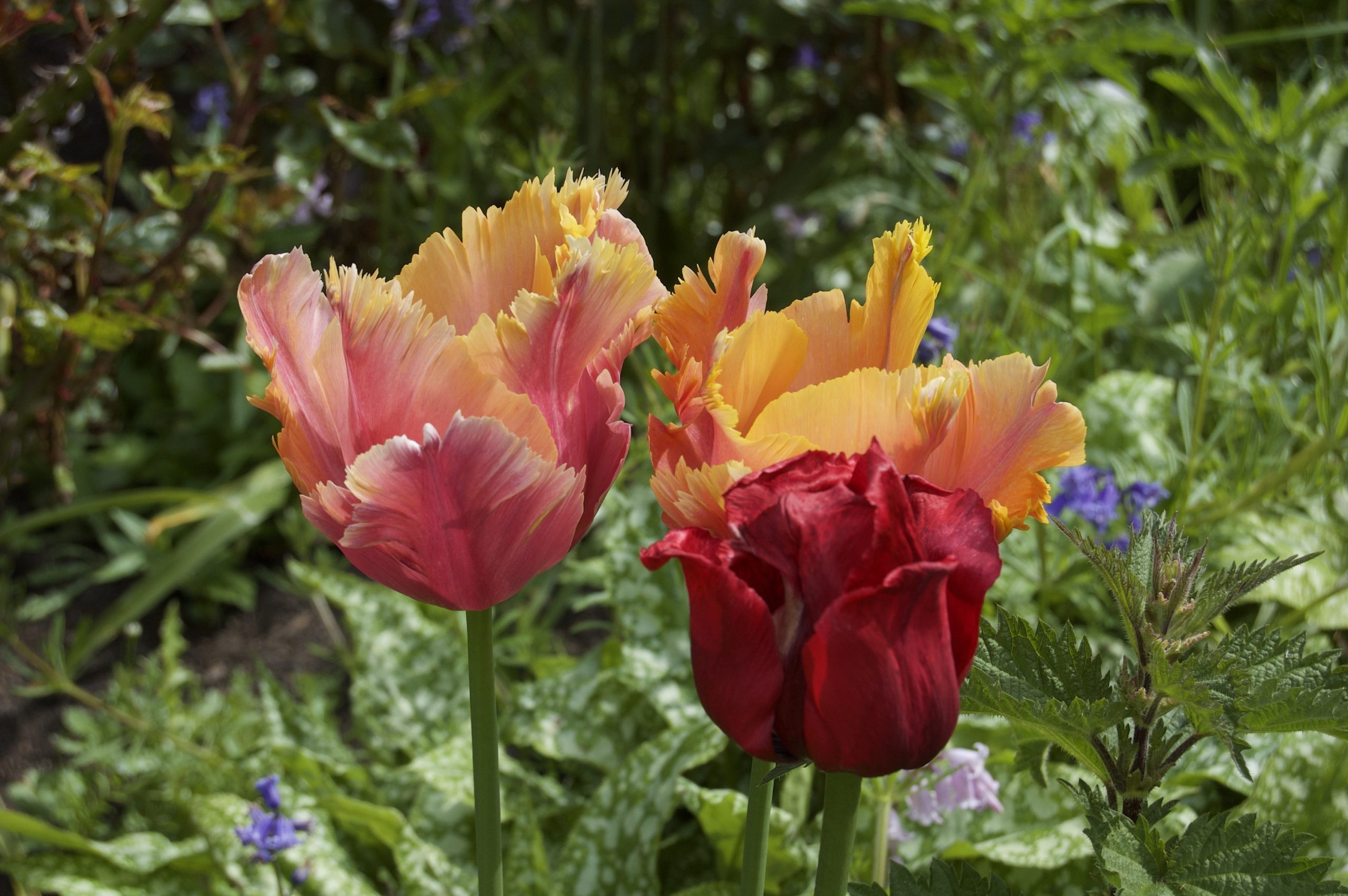Fringed Tulip