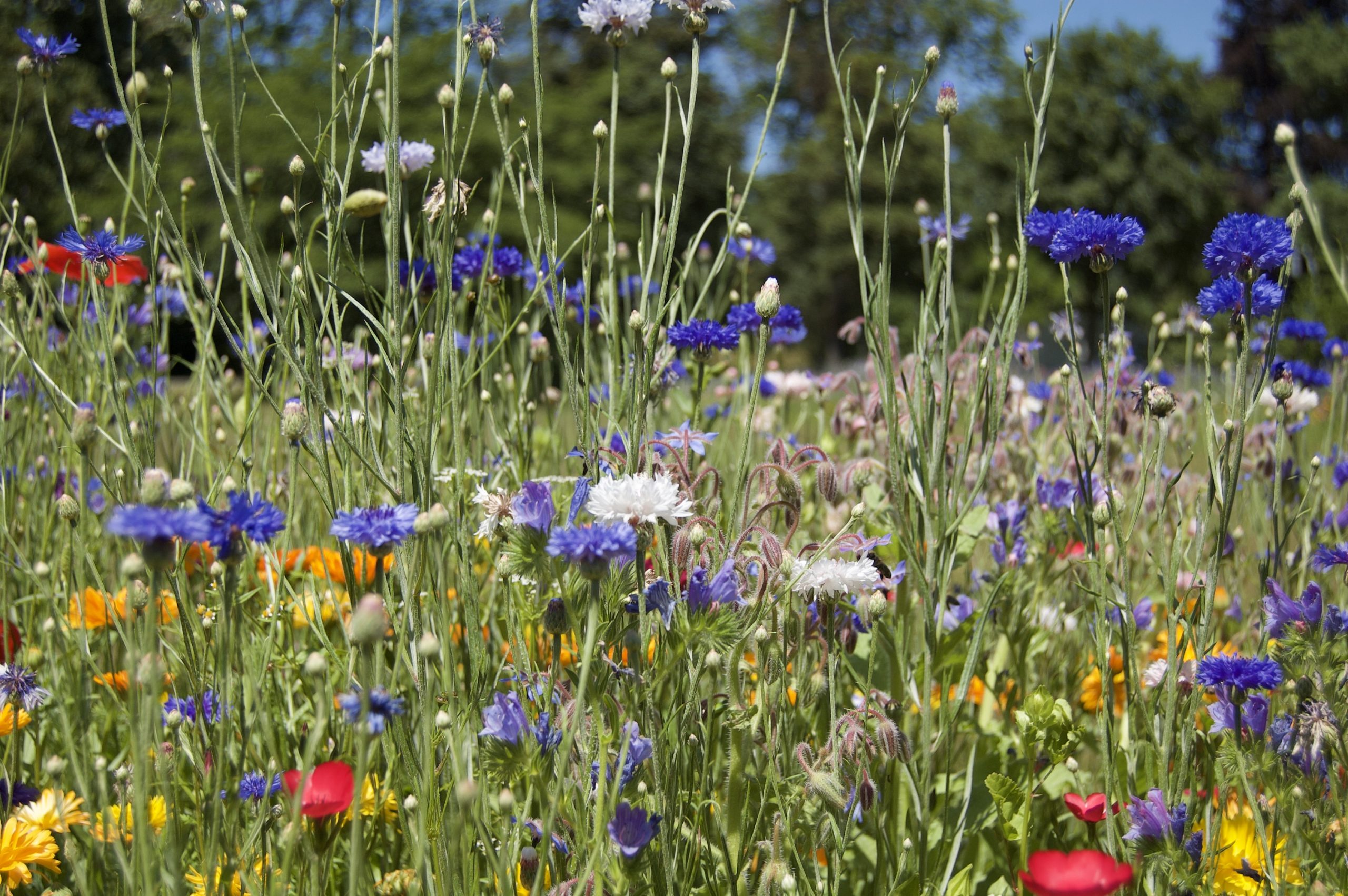 Meadow Flowers