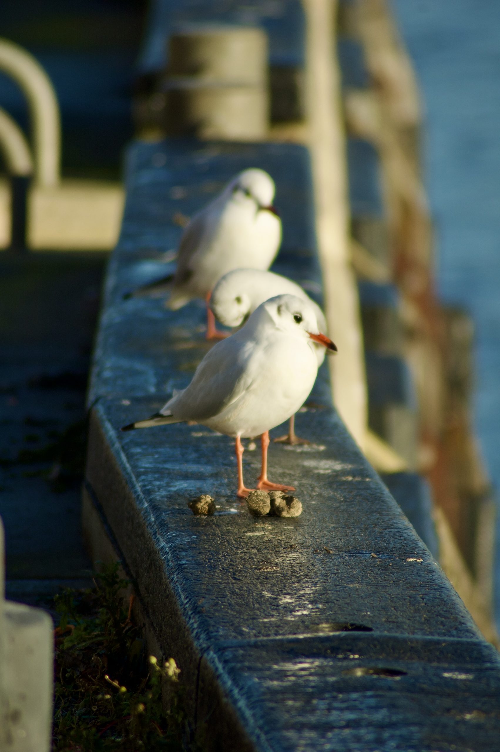 Black-headed Gulls
