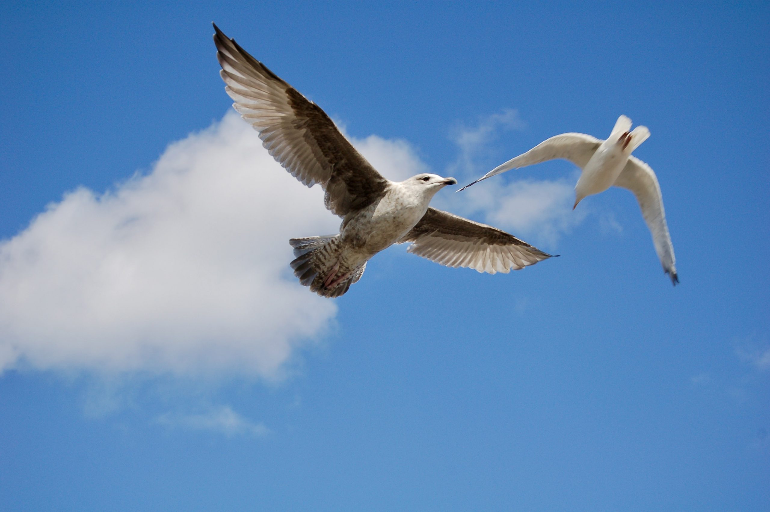 Herring Gulls