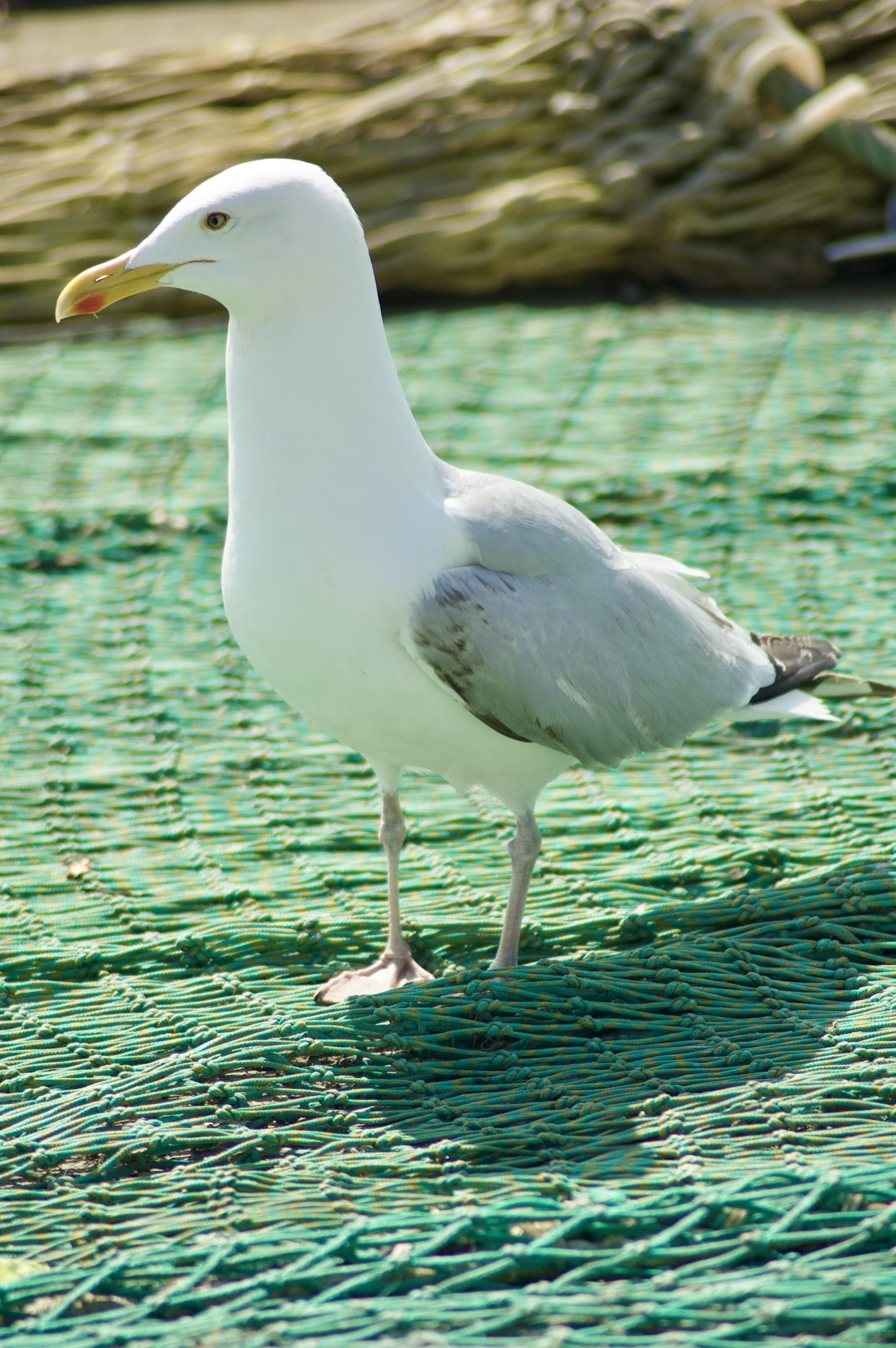 Herring Gull