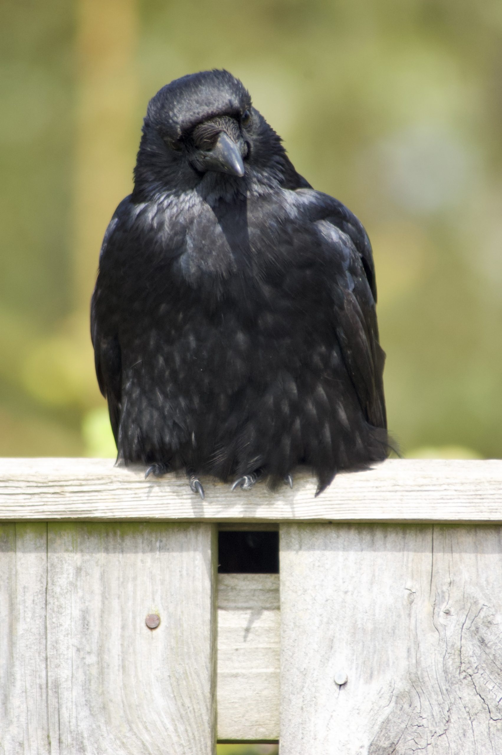 Carrion Crow