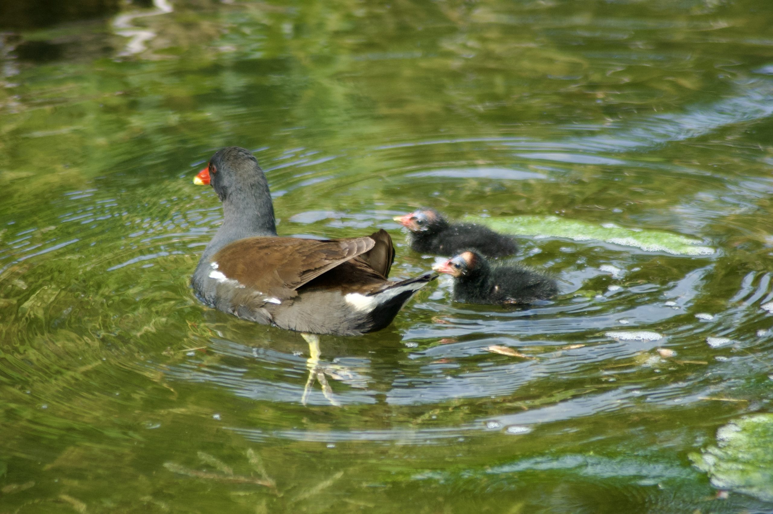 Common Moorhen & Chicks