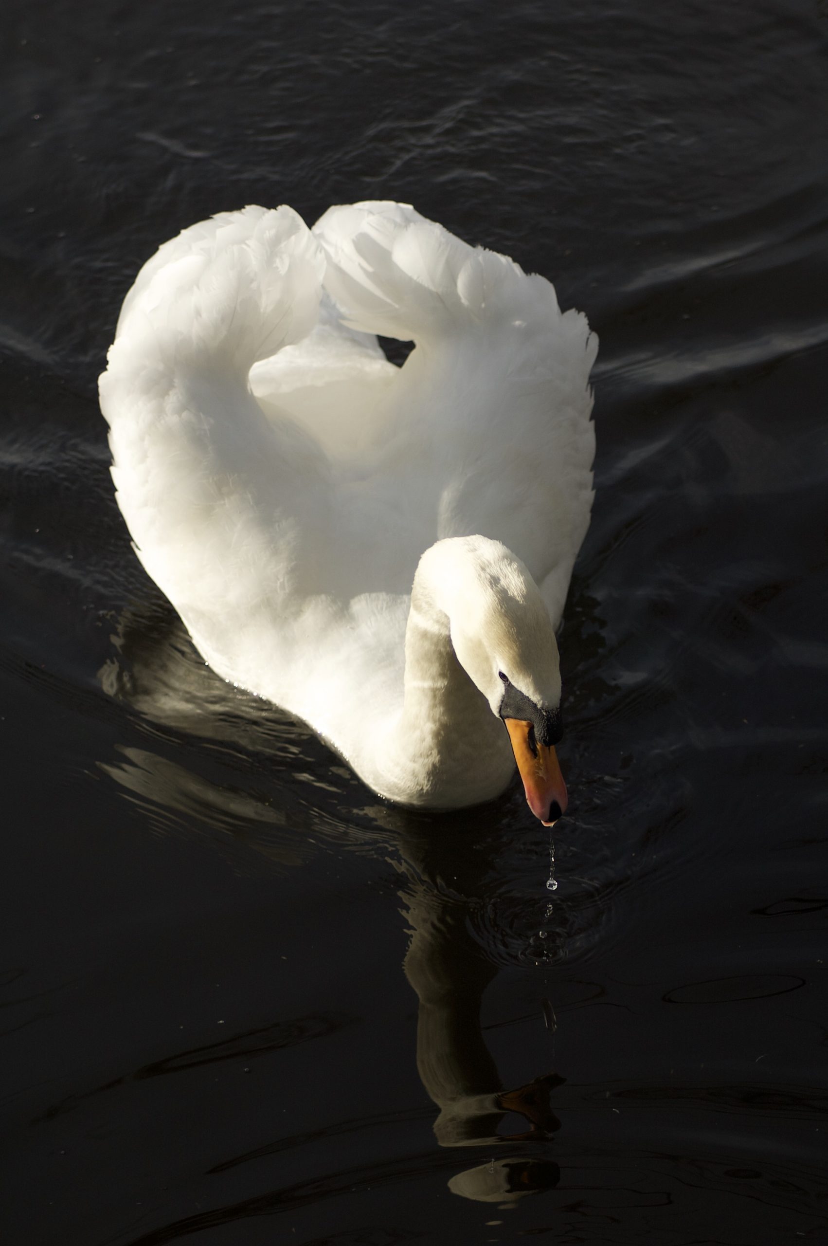 Mute Swan