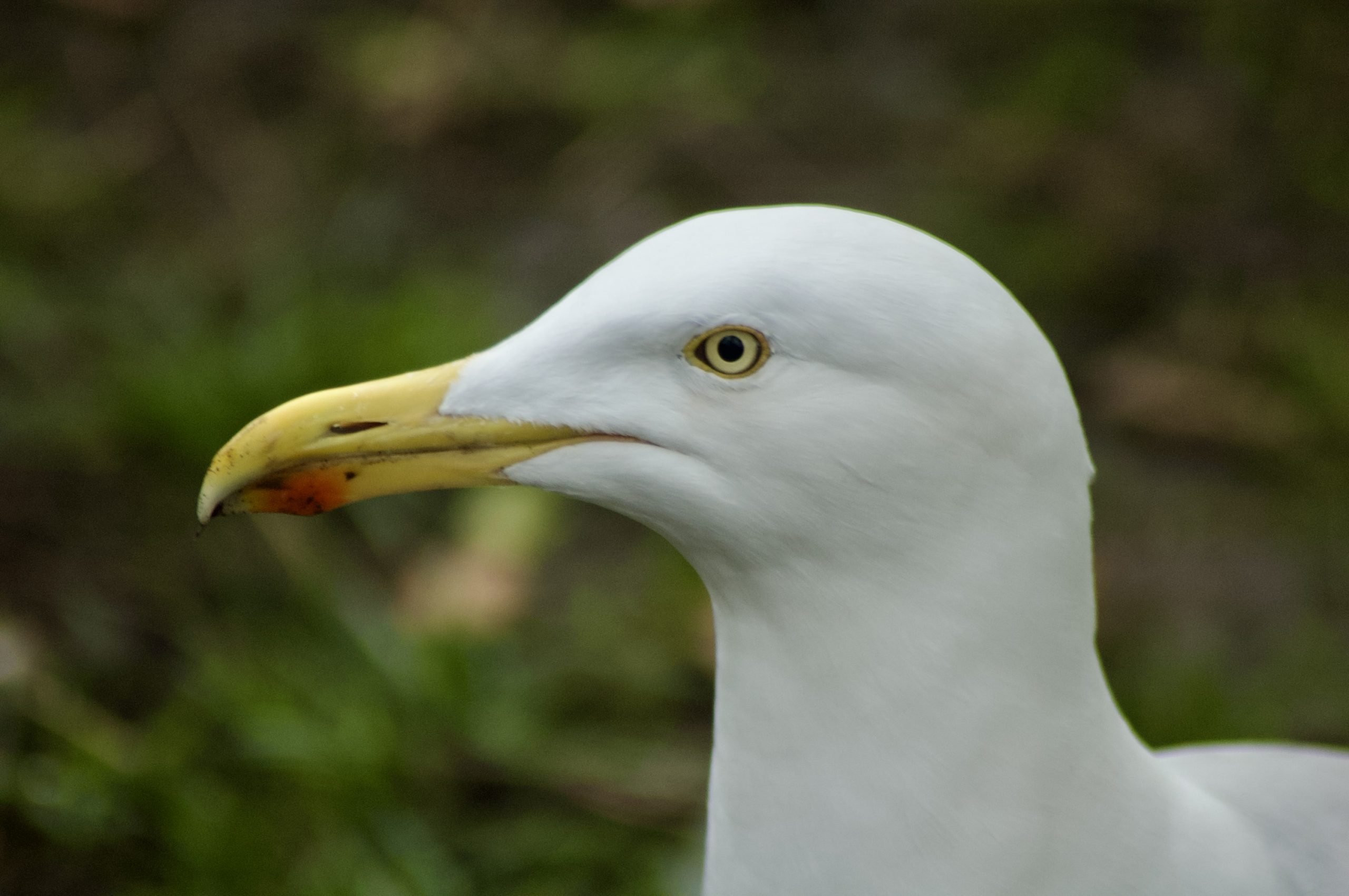 Herring Gull
