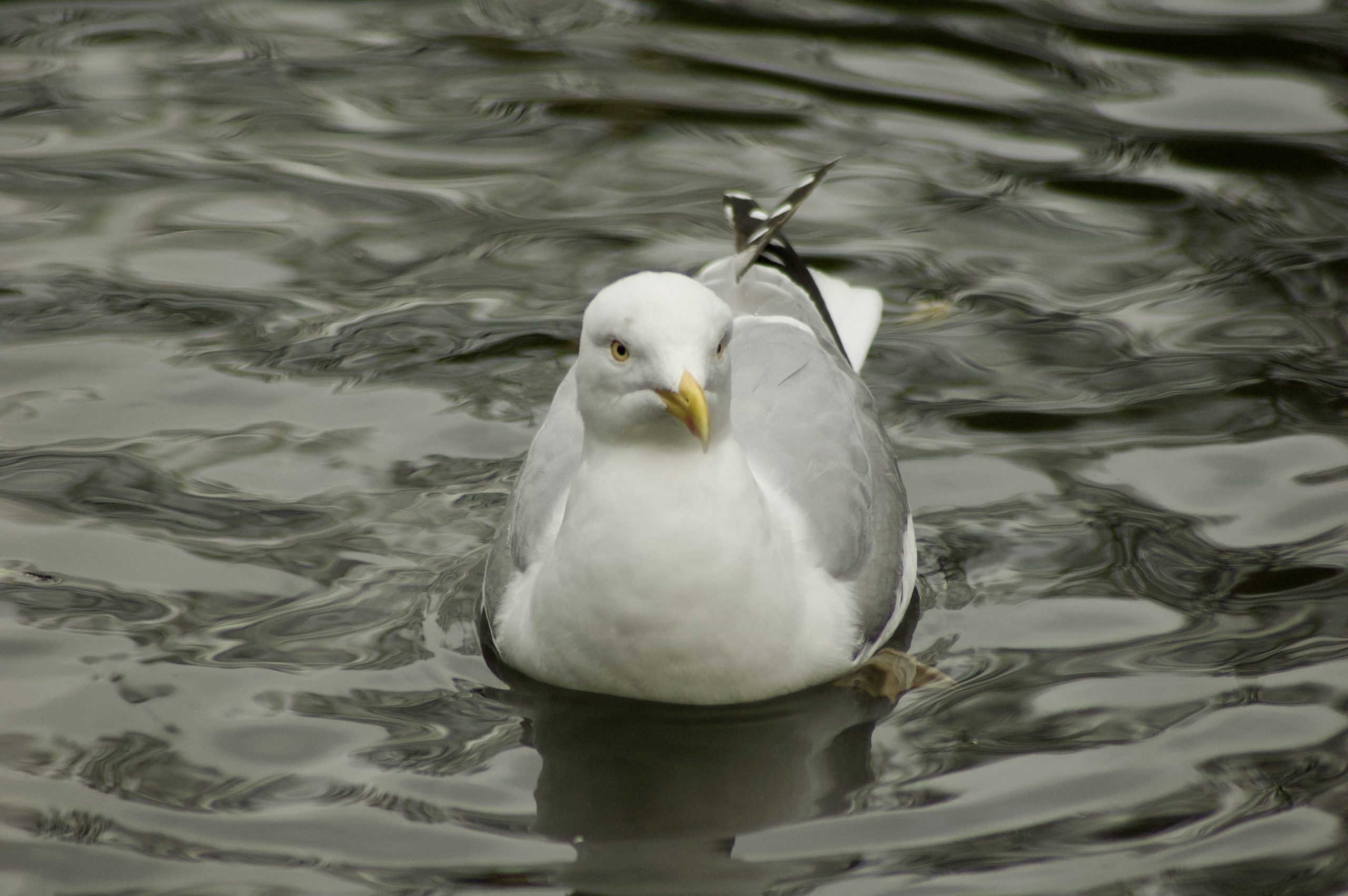 Herring Gull