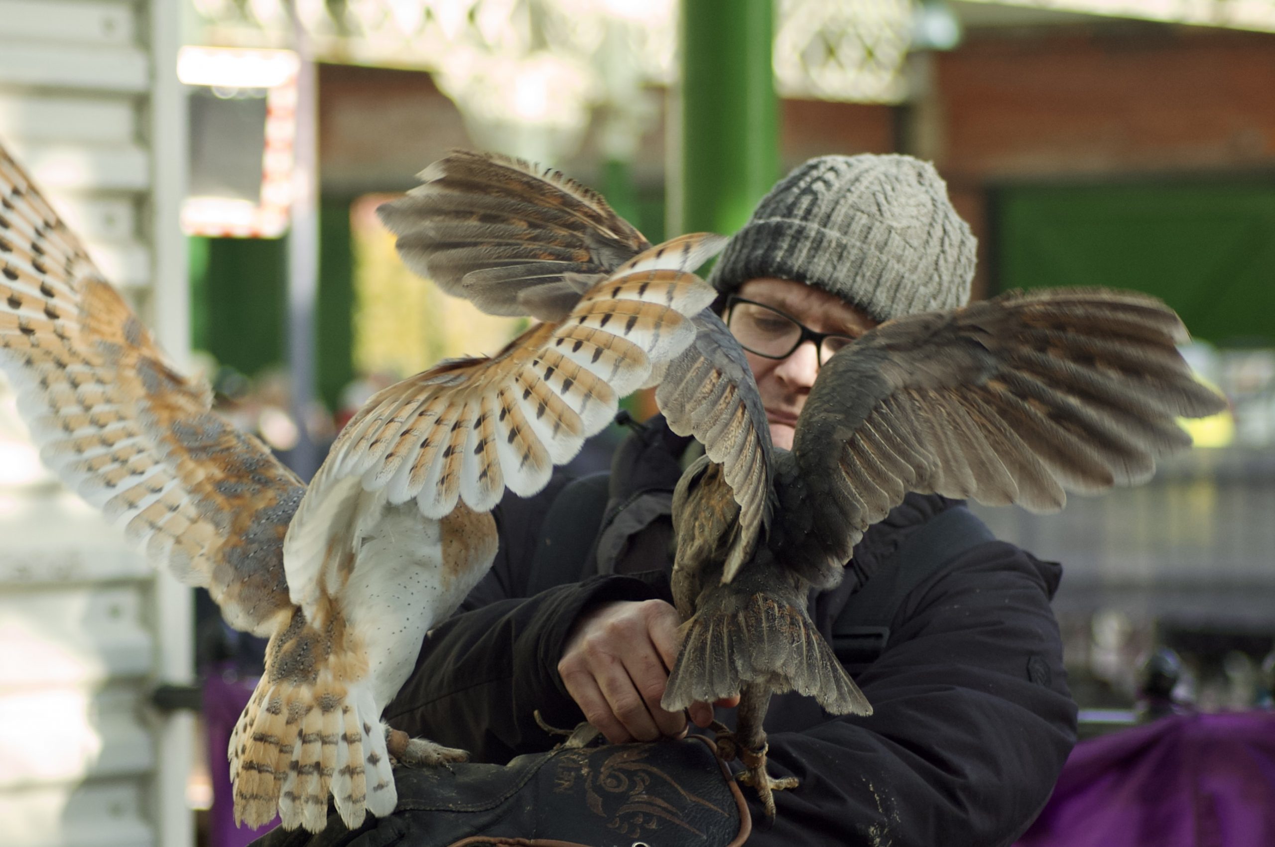 Barn Owls