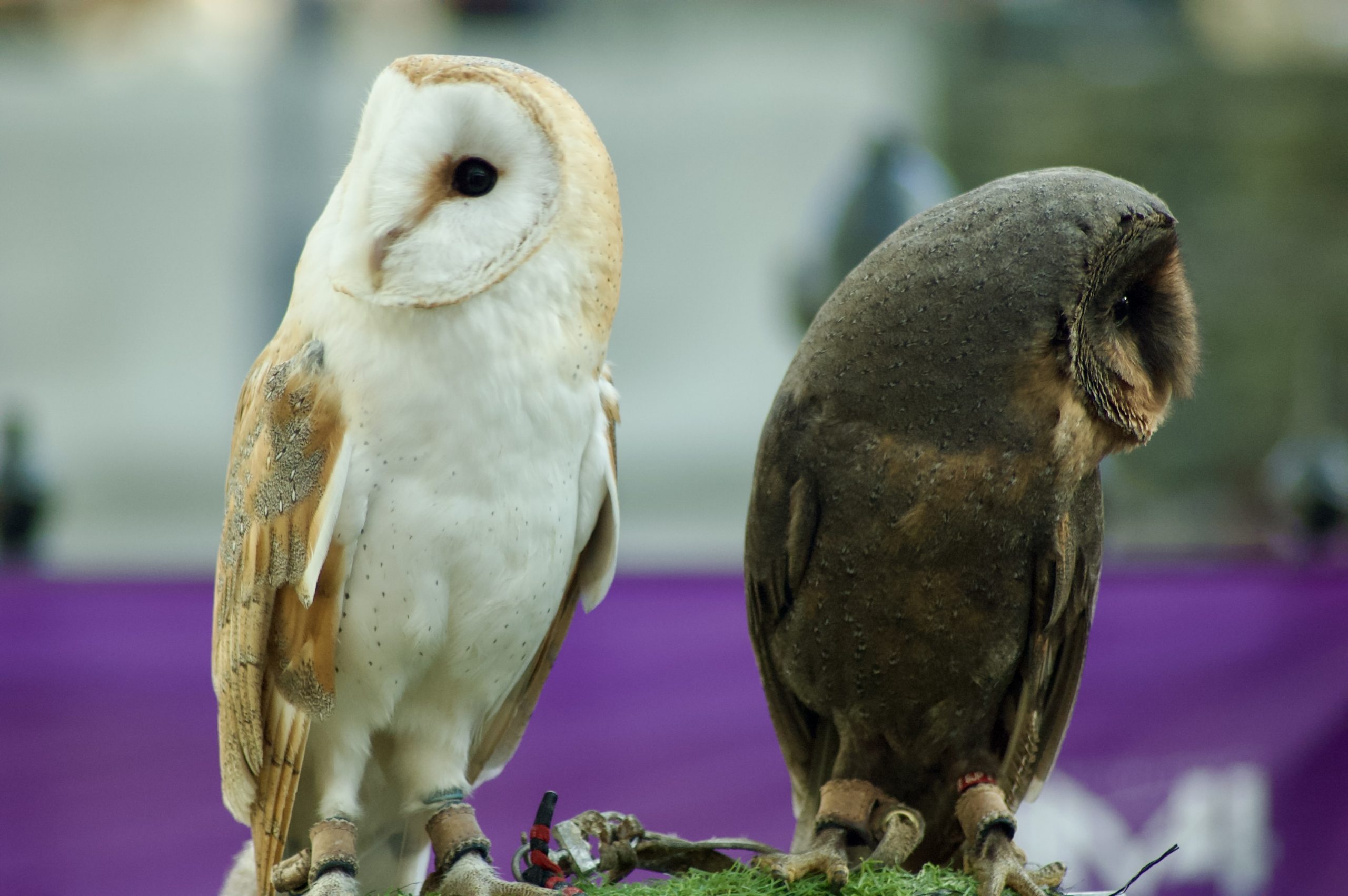 Barn Owls