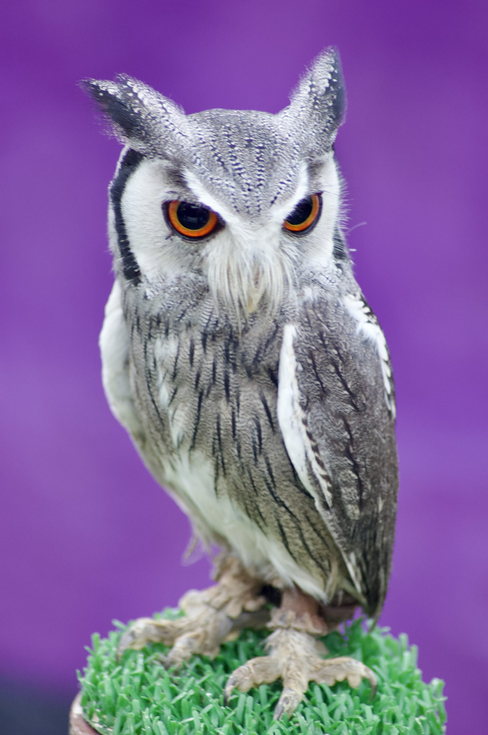 Northern White-faced Owl