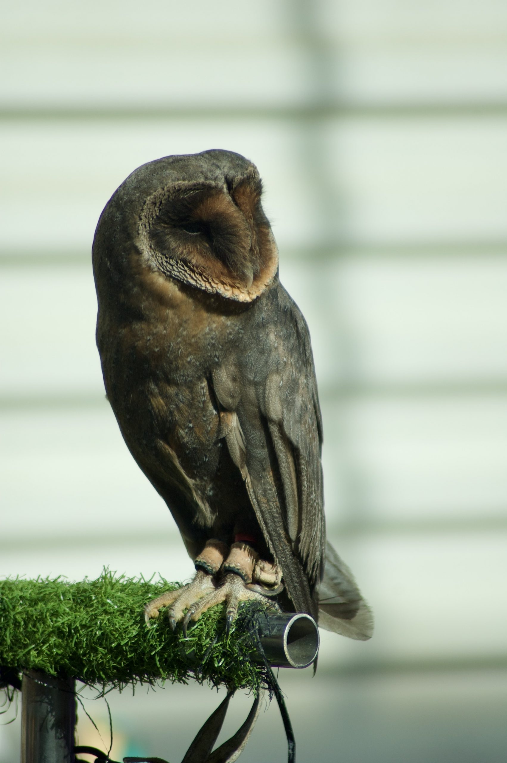 Melanistic Barn Owl