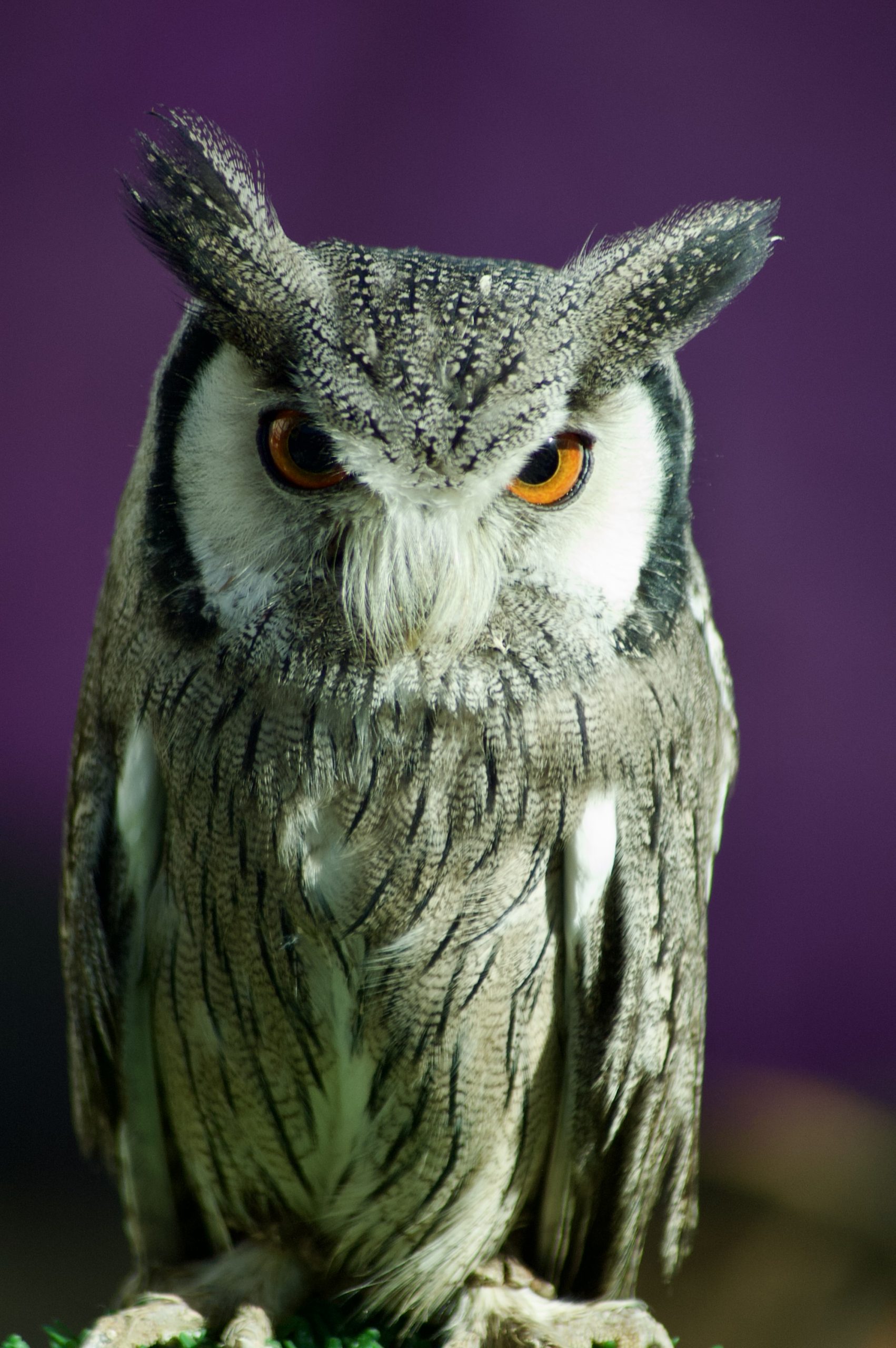 Northern White-faced Owl