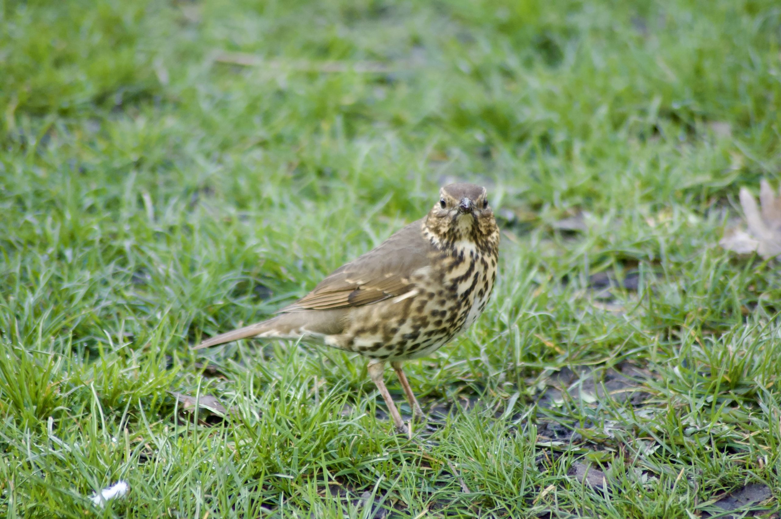 Song Thrush