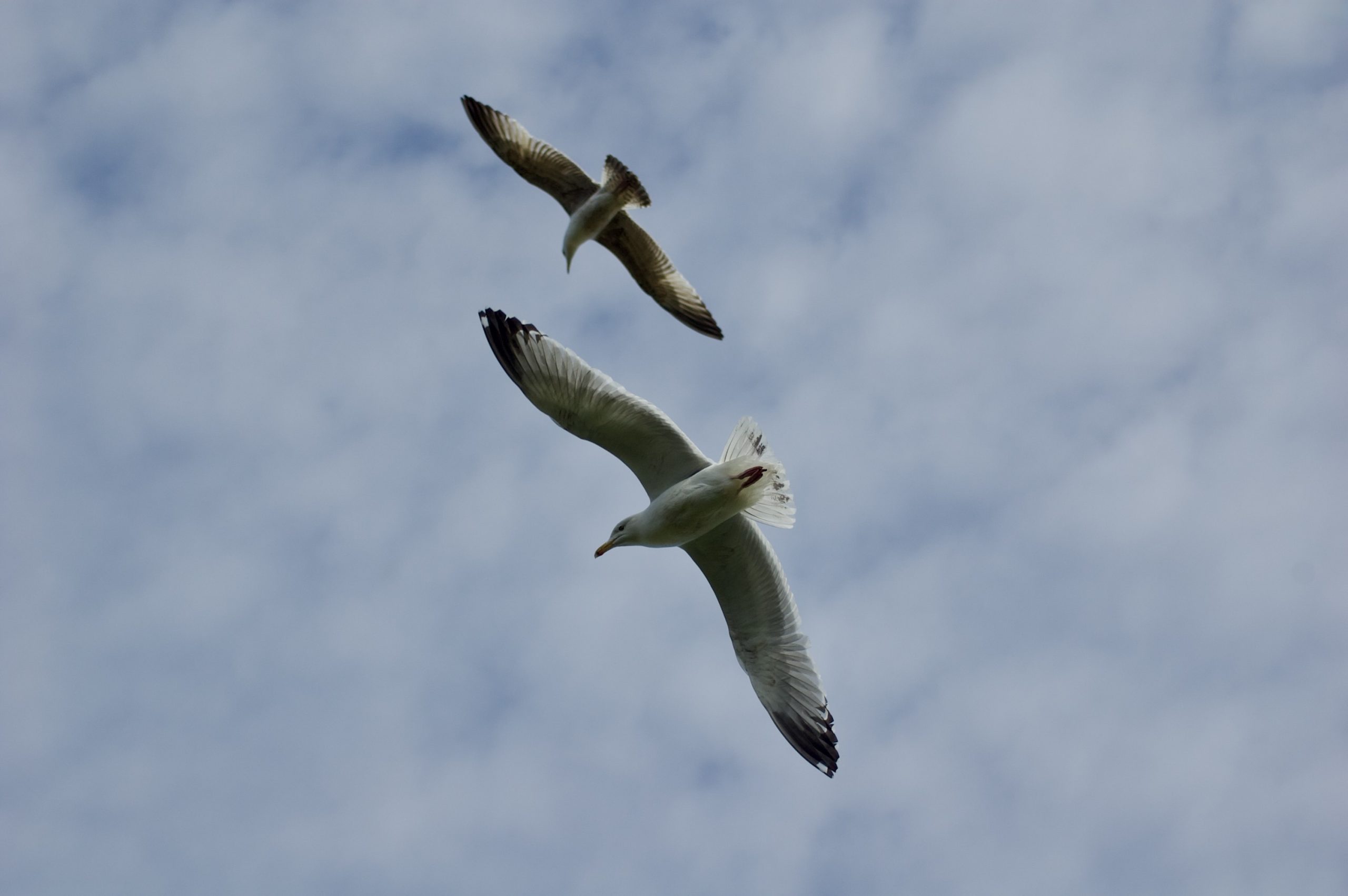 Gulls in Flight