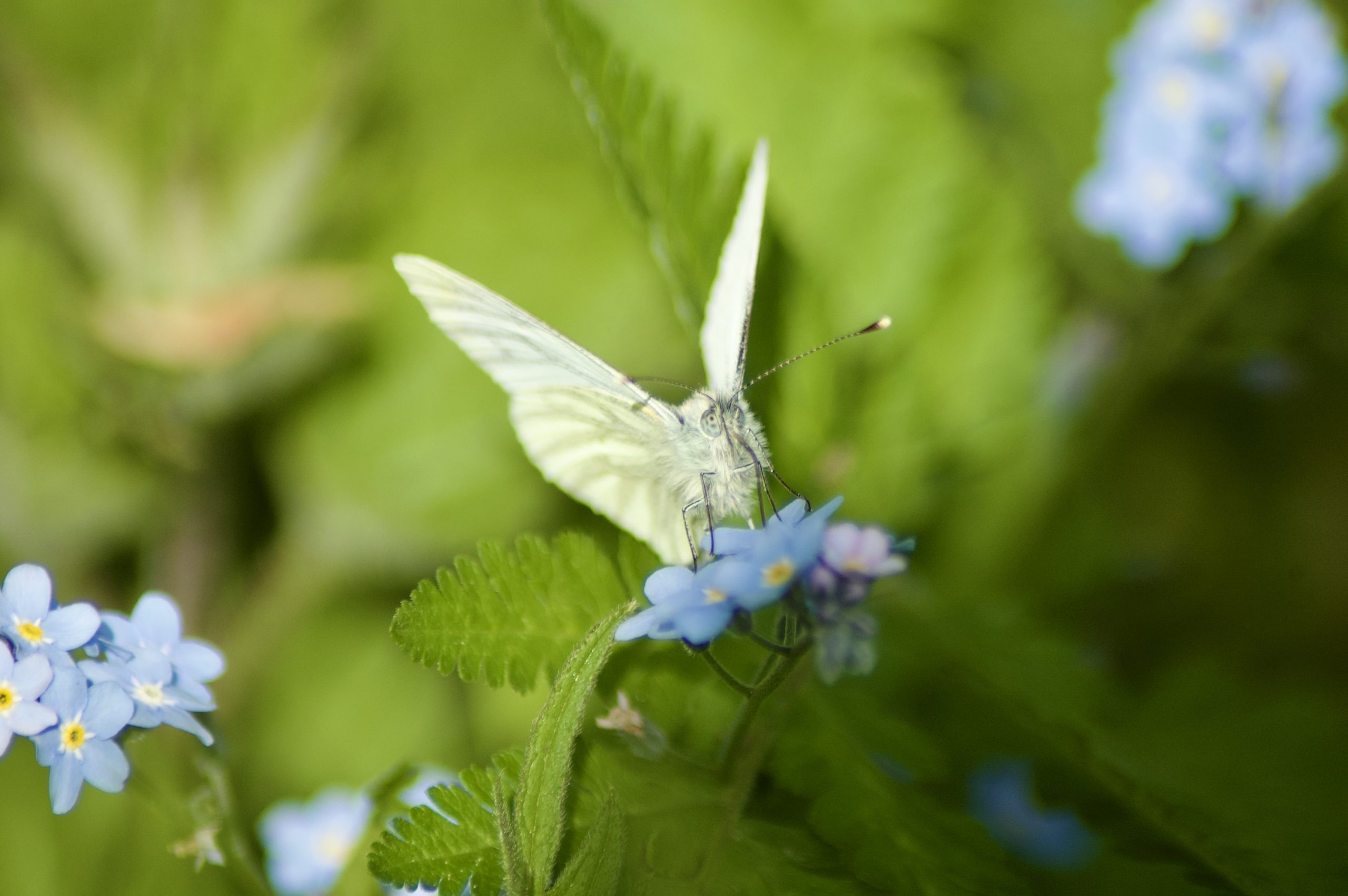 Green-veined White Butterfly