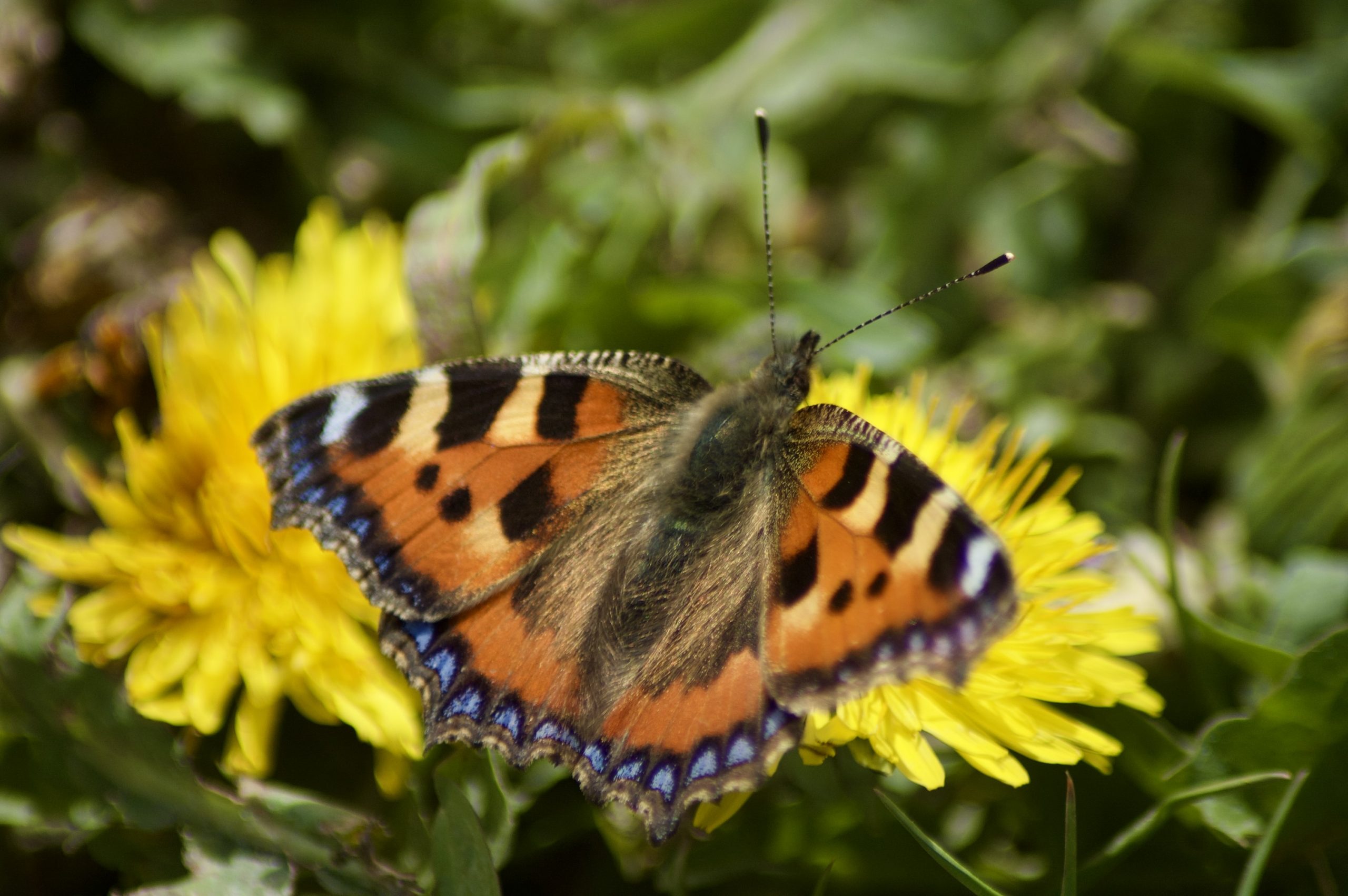 Small Tortoiseshell Butterfly