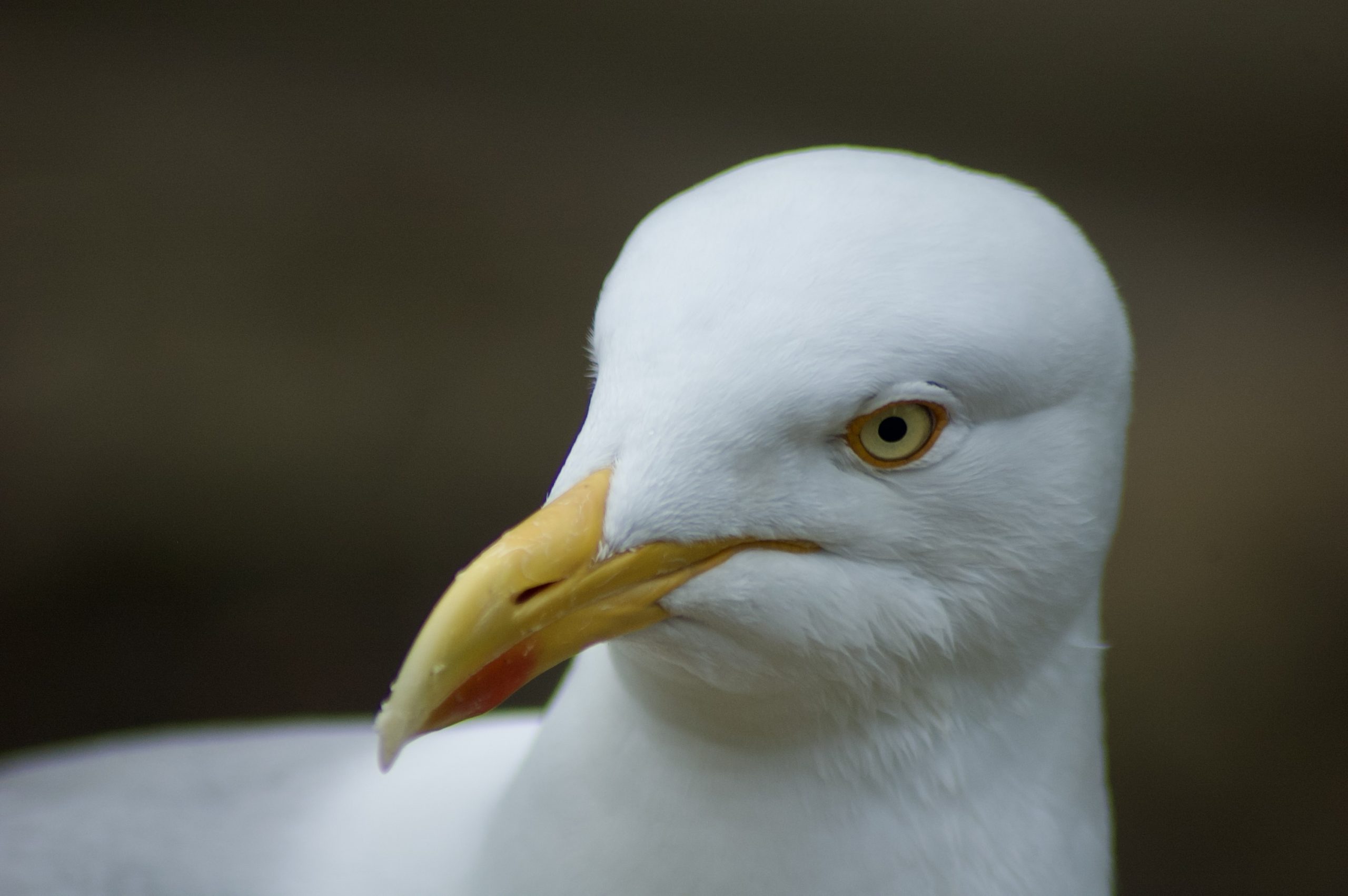 Herring Gull