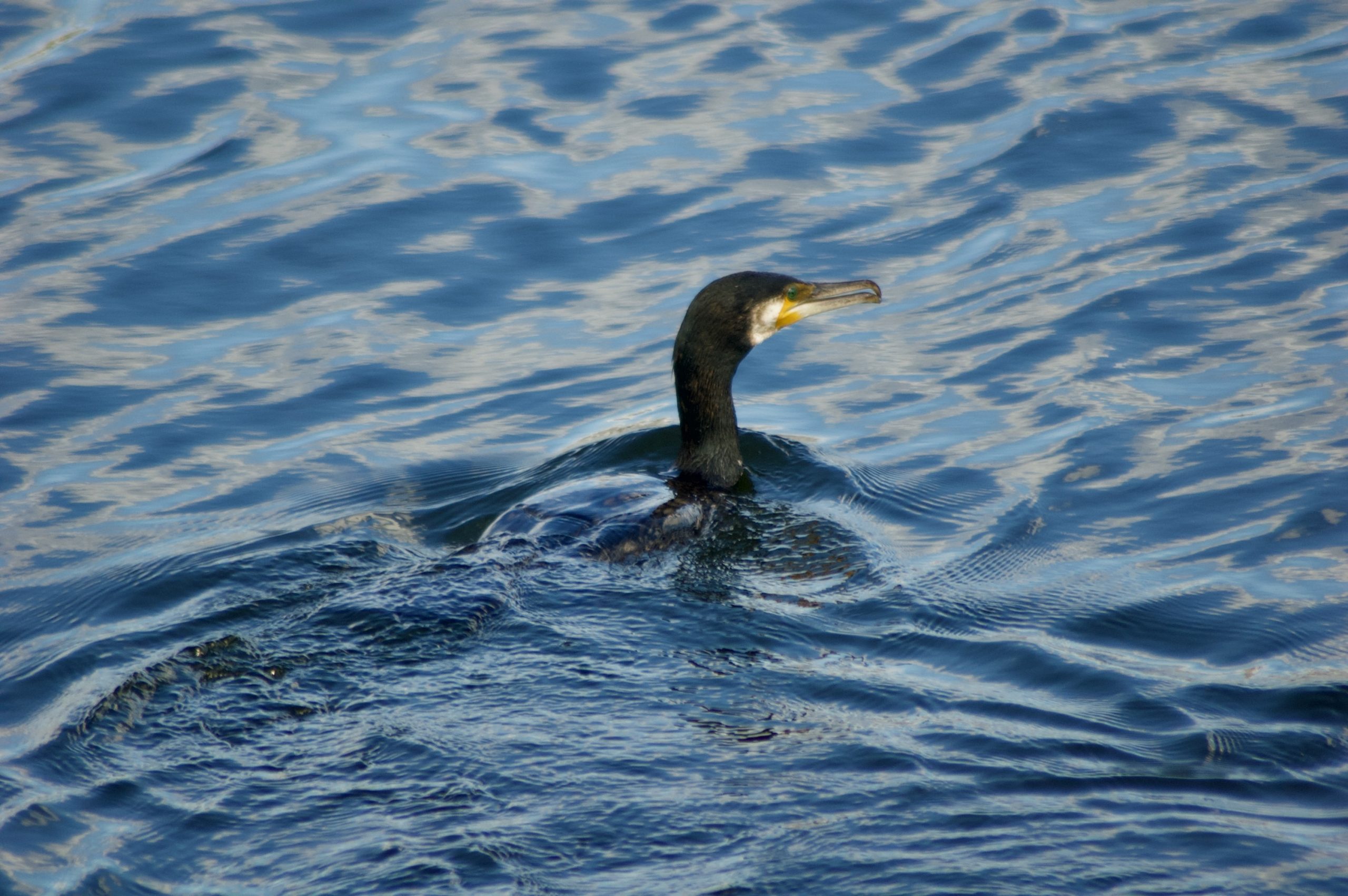 Common Shag