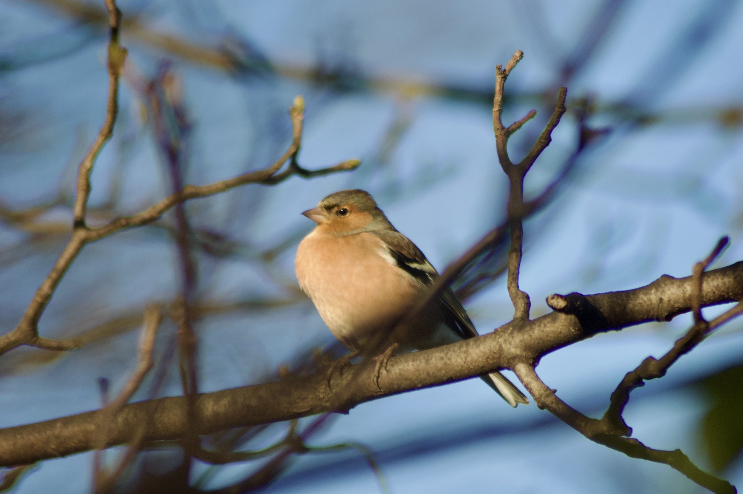 Chaffinch