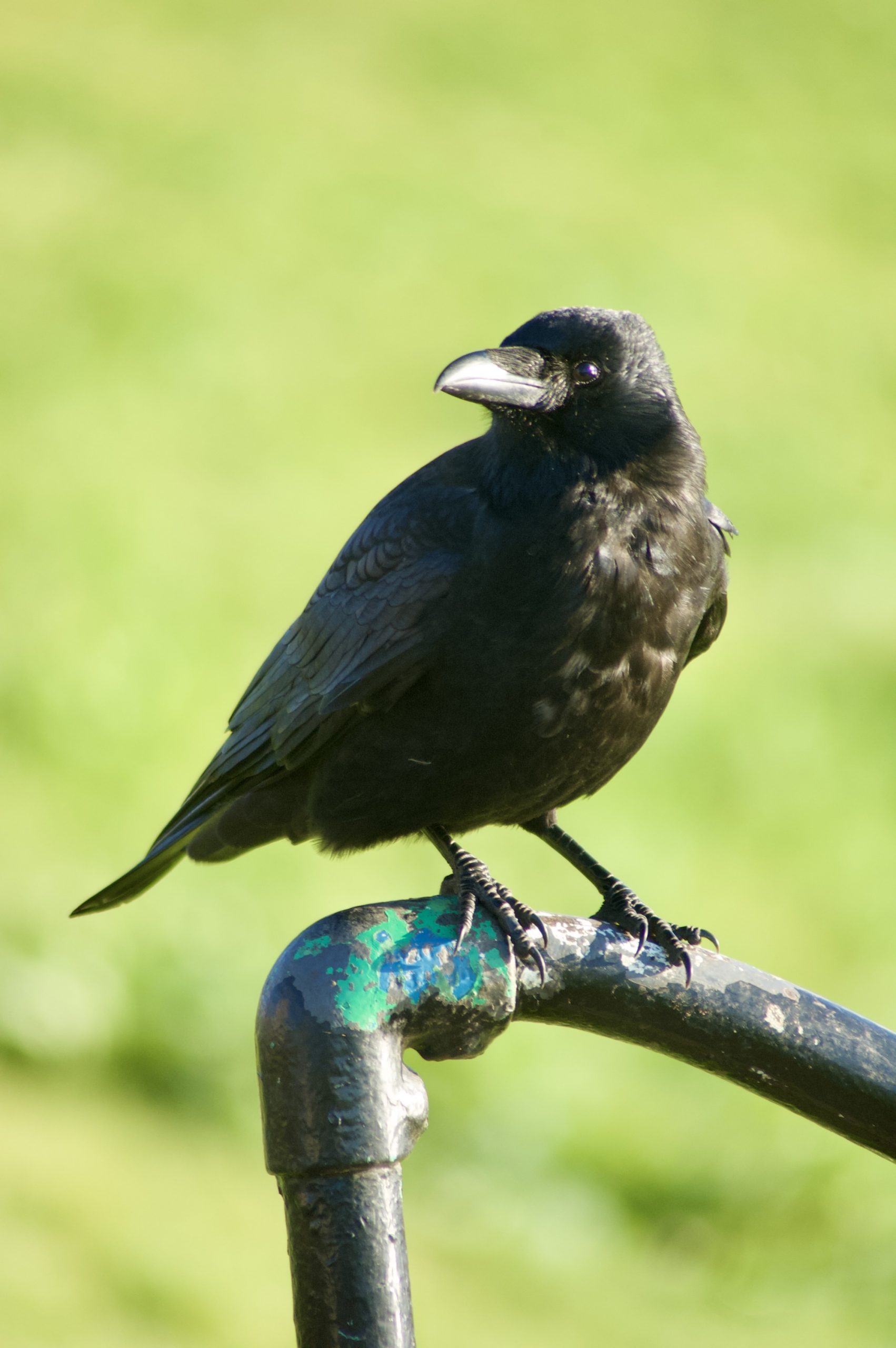 Carrion Crow