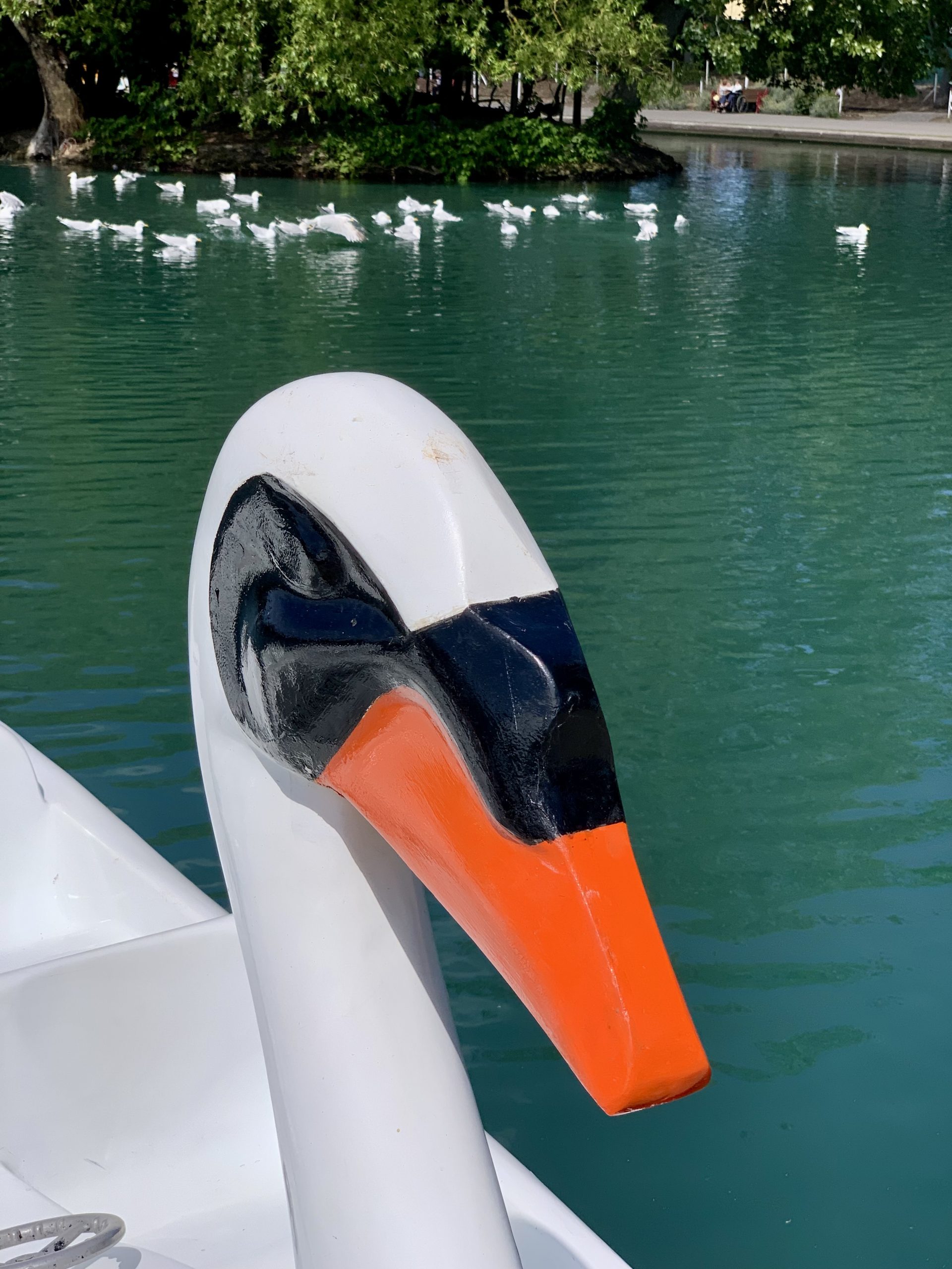 Pedalo Swan
