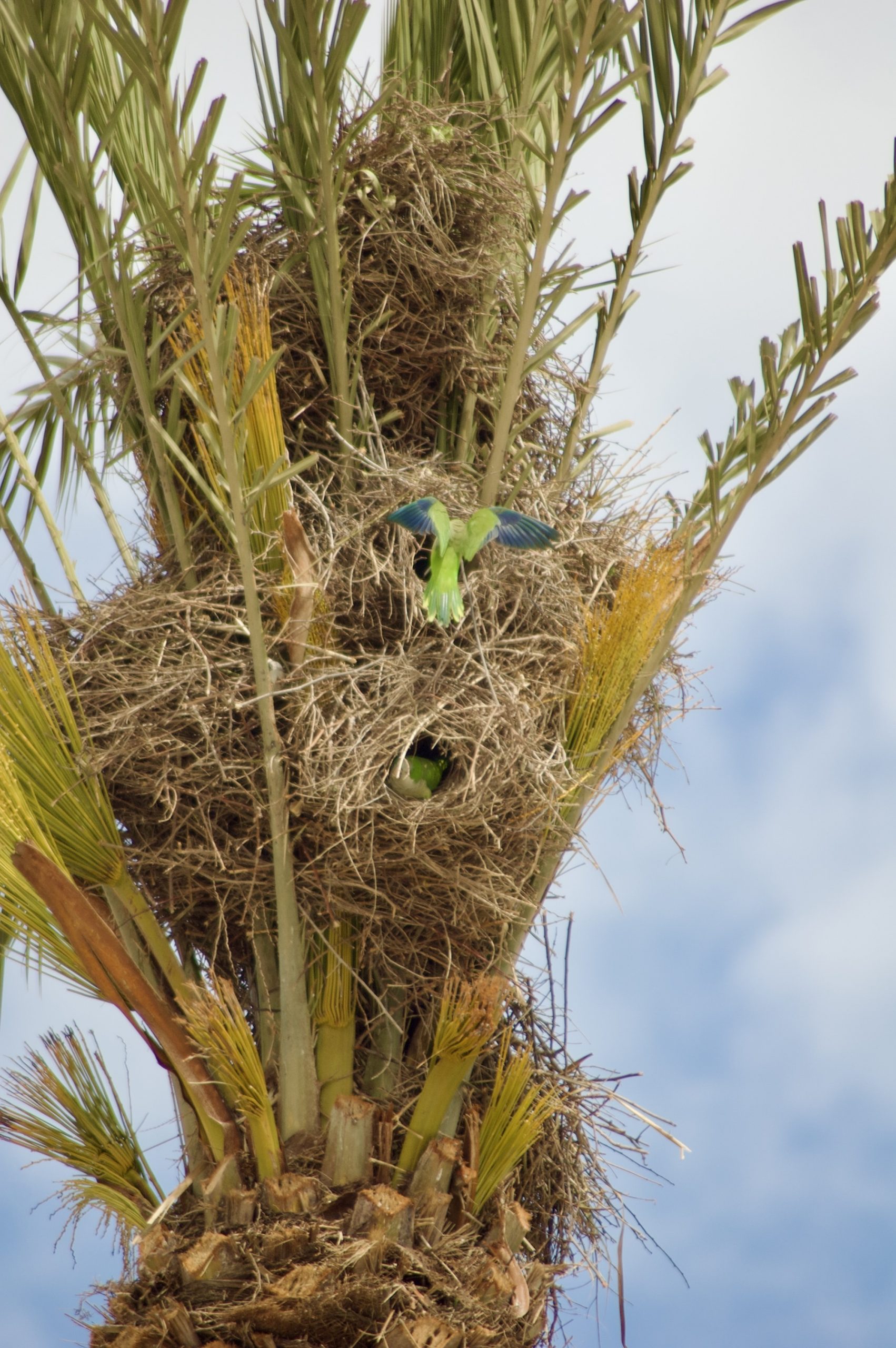 Monk Parakeet Nests