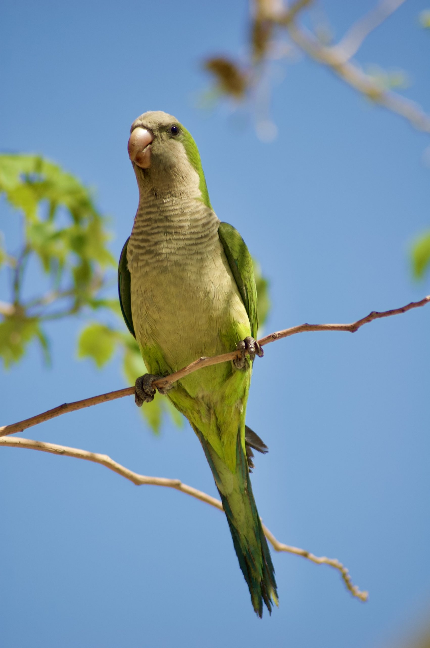 Monk Parakeet